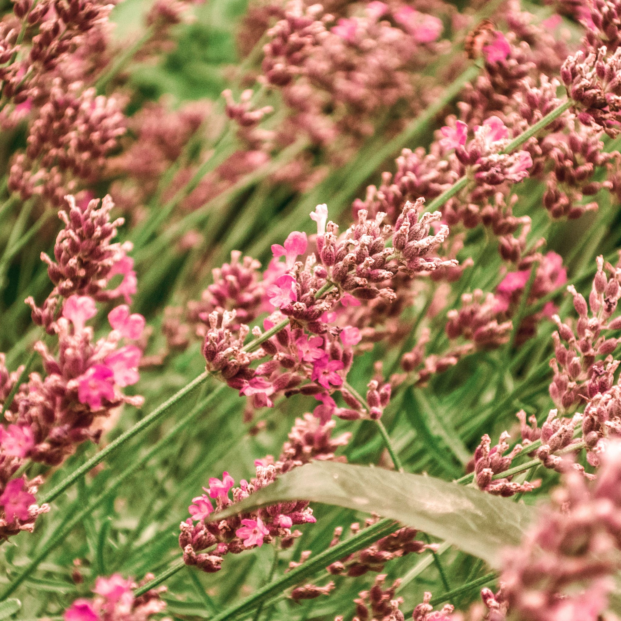 Lavender angustifolia rosea (pink) 9cm - Image 2
