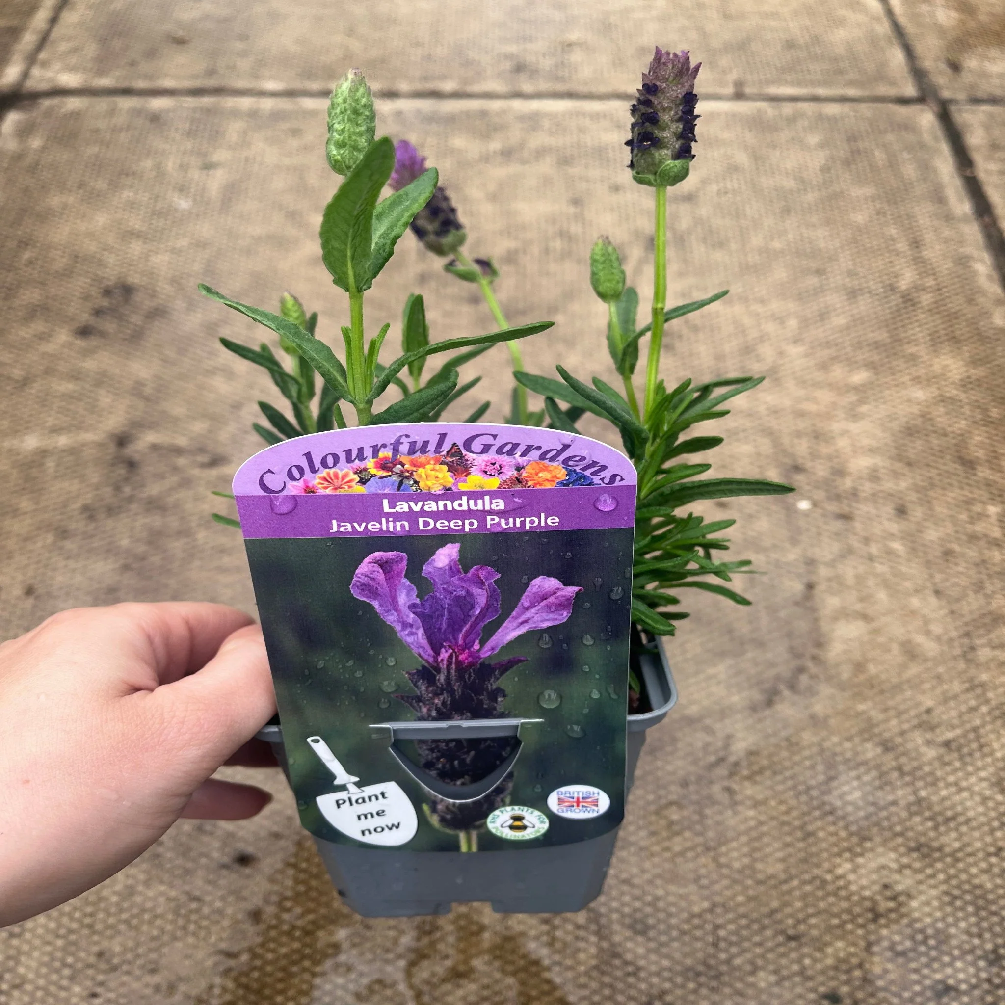 Lavender Stoechas - Javelin Deep Purple 9cm/1.5L/2L - Image 3