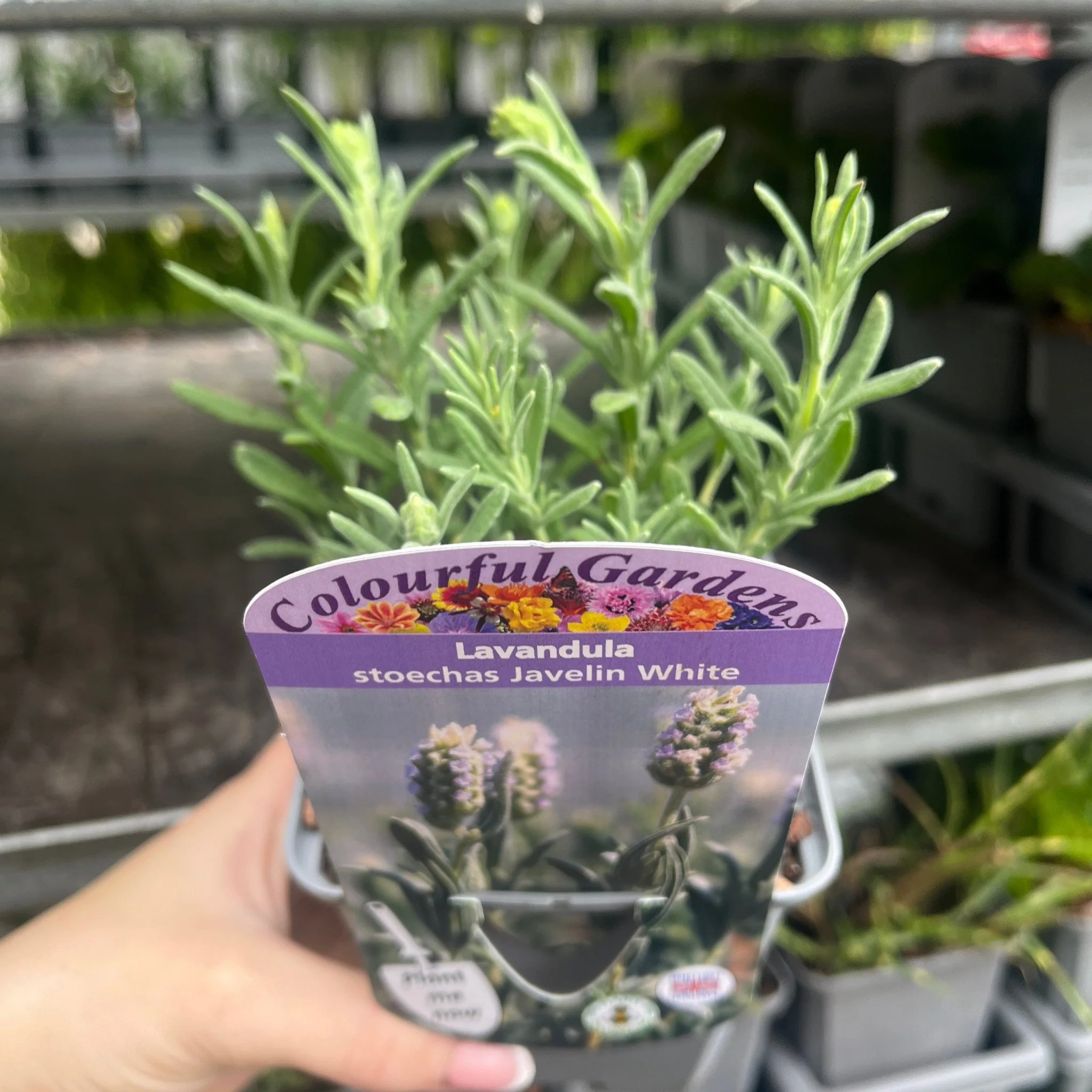 Lavender stoechas 'Javelin White' 9cm/1.5L - Image 2