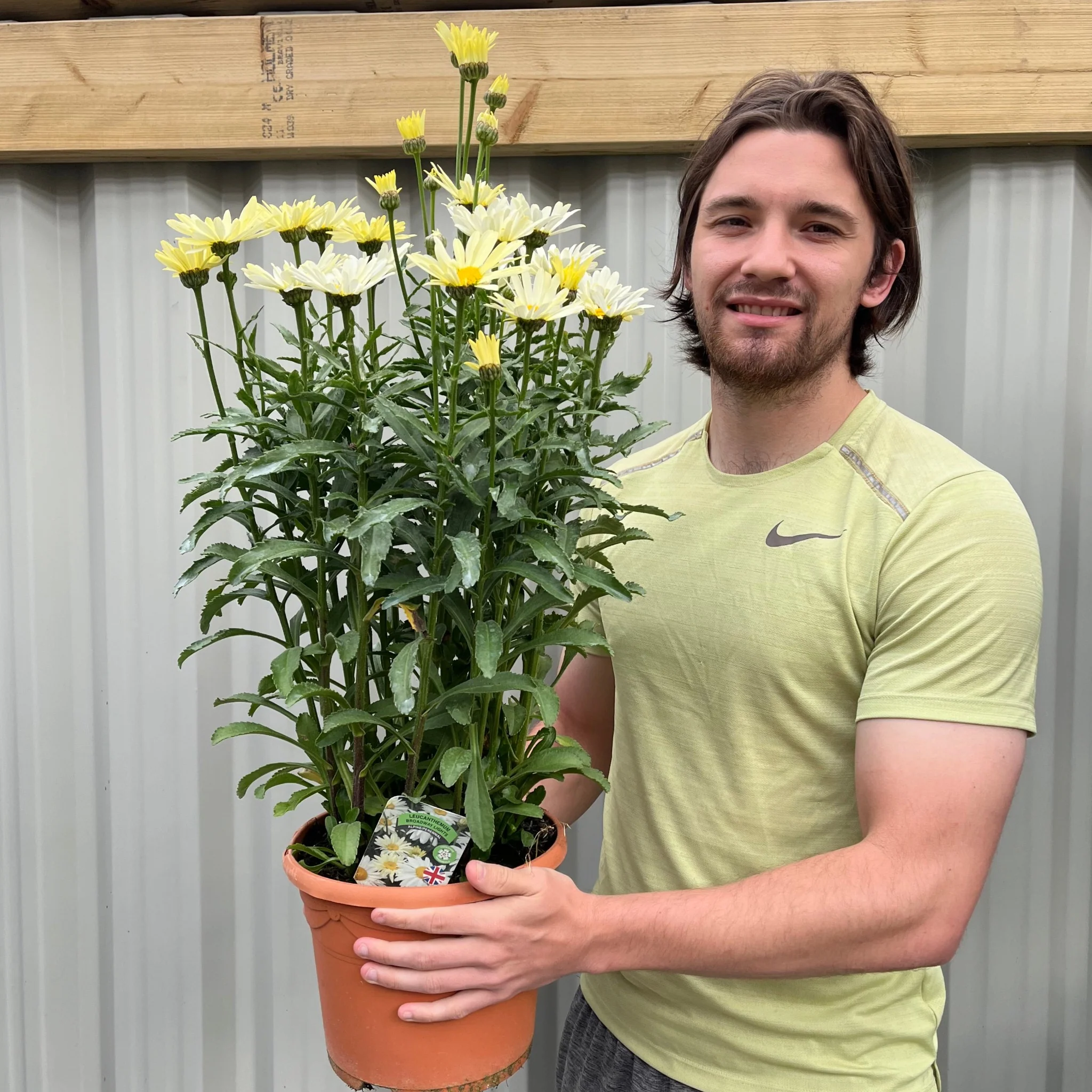 Leucanthemum Broadway Lights 1.5L / 2L - Image 2