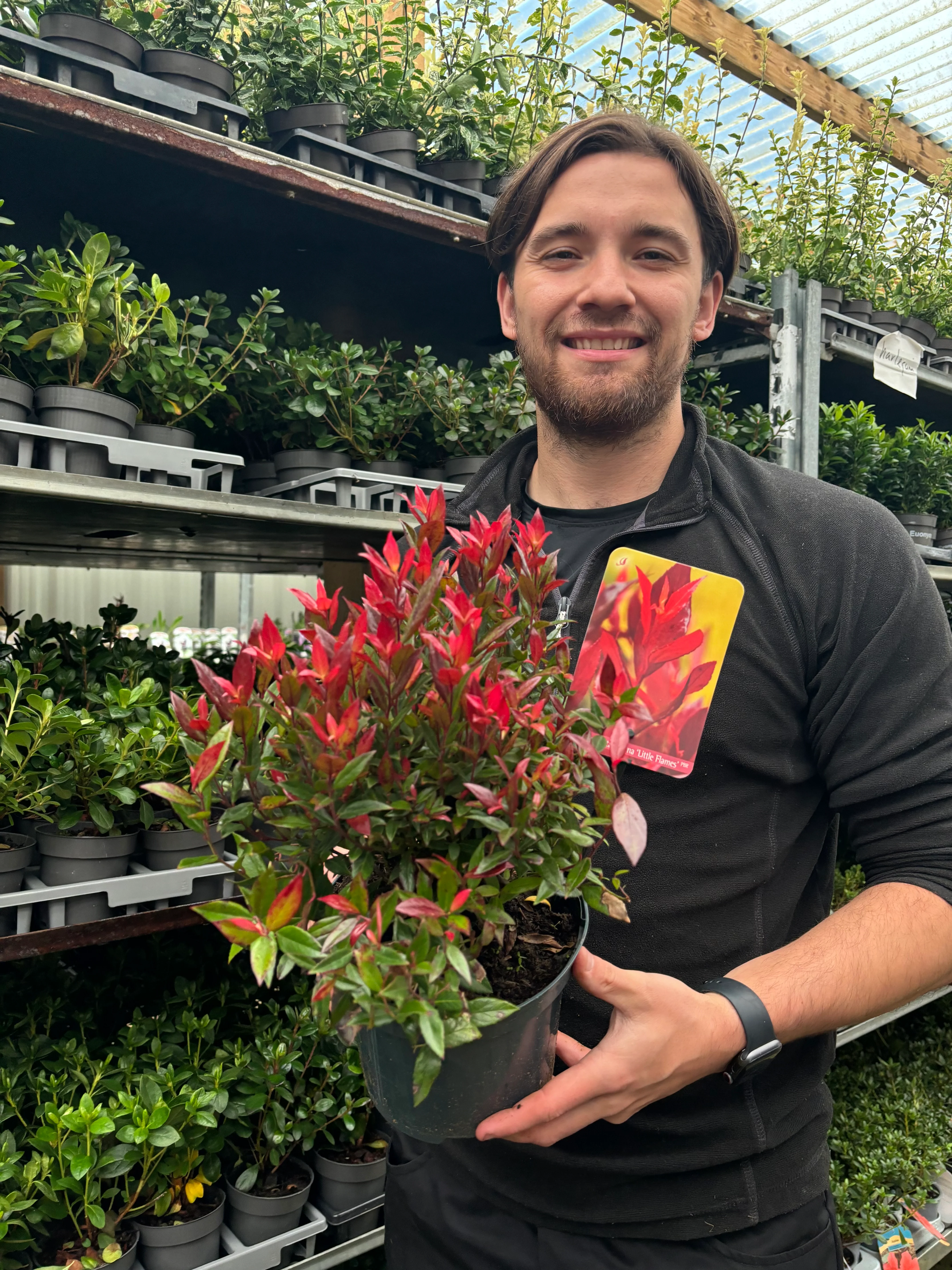 Leucothoe fontanesiana 'Little Flames' 2L
