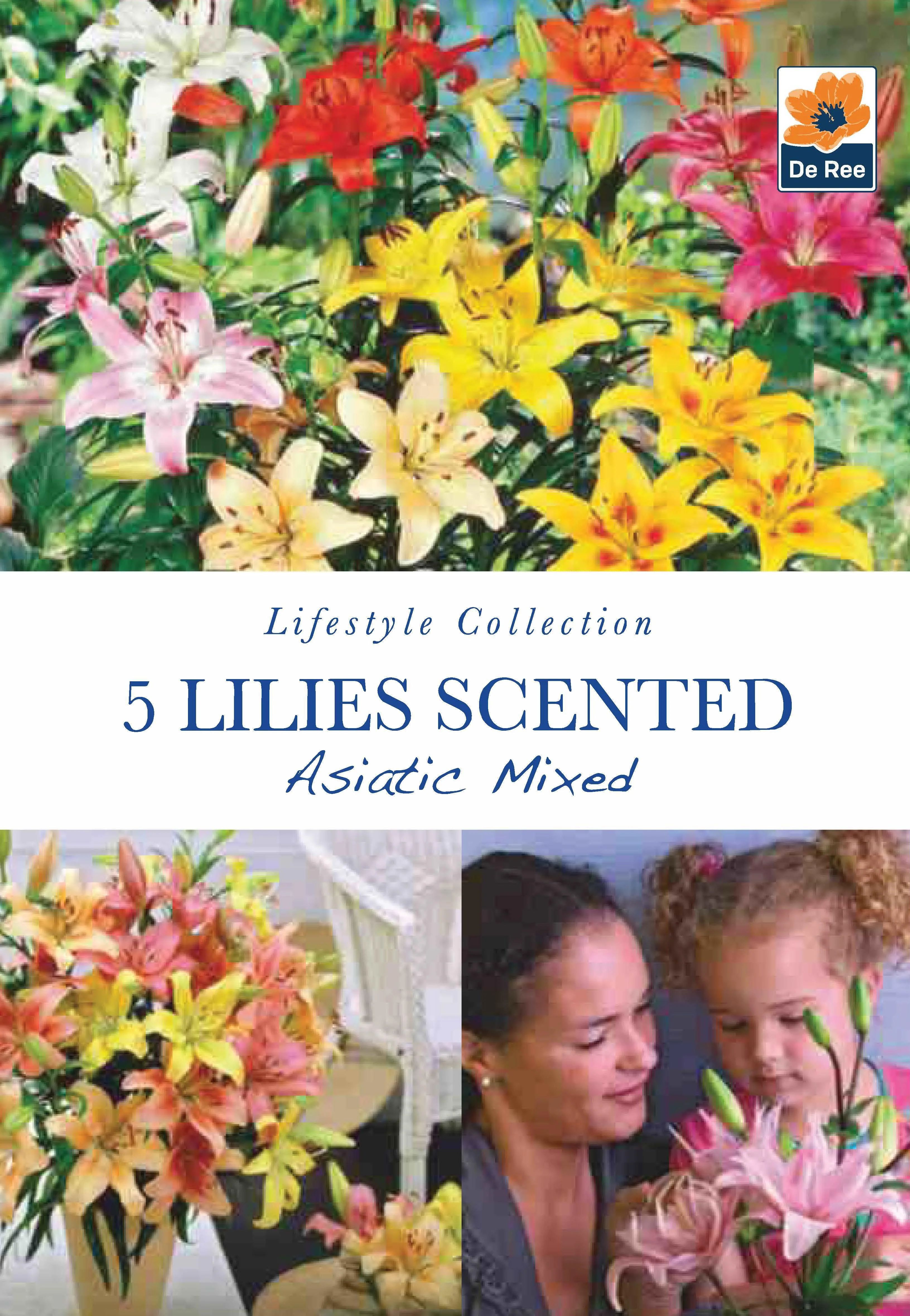 Lillies Scented | Asiatic Mixed | 5 Bulbs