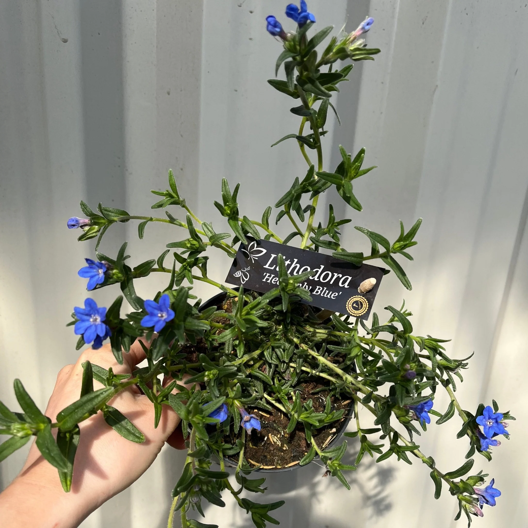 Lithodora 'Heavenly Blue' - Image 5