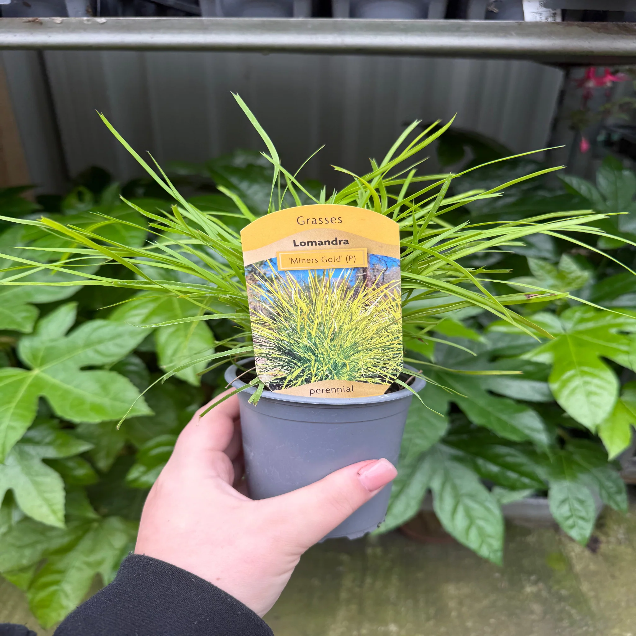 Lomandra longifolia 'Miner's Gold' 9cm - Image 3