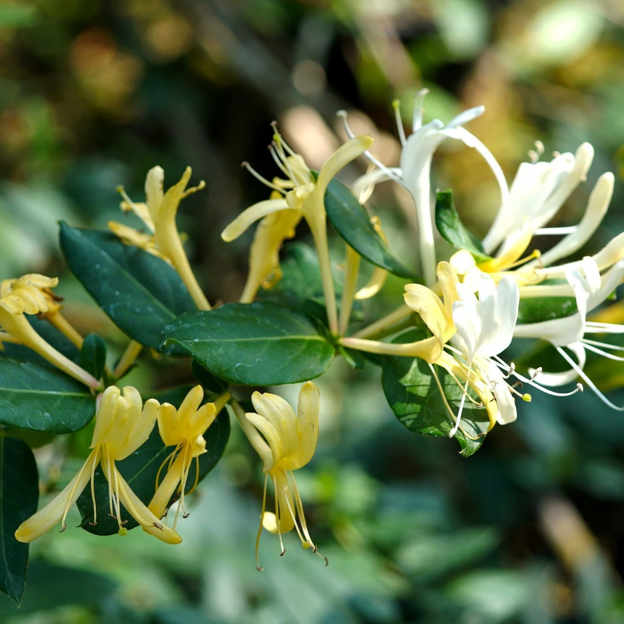 Honeysuckle 'Hall's Prolific' | Lonicera japonica 60-70cm