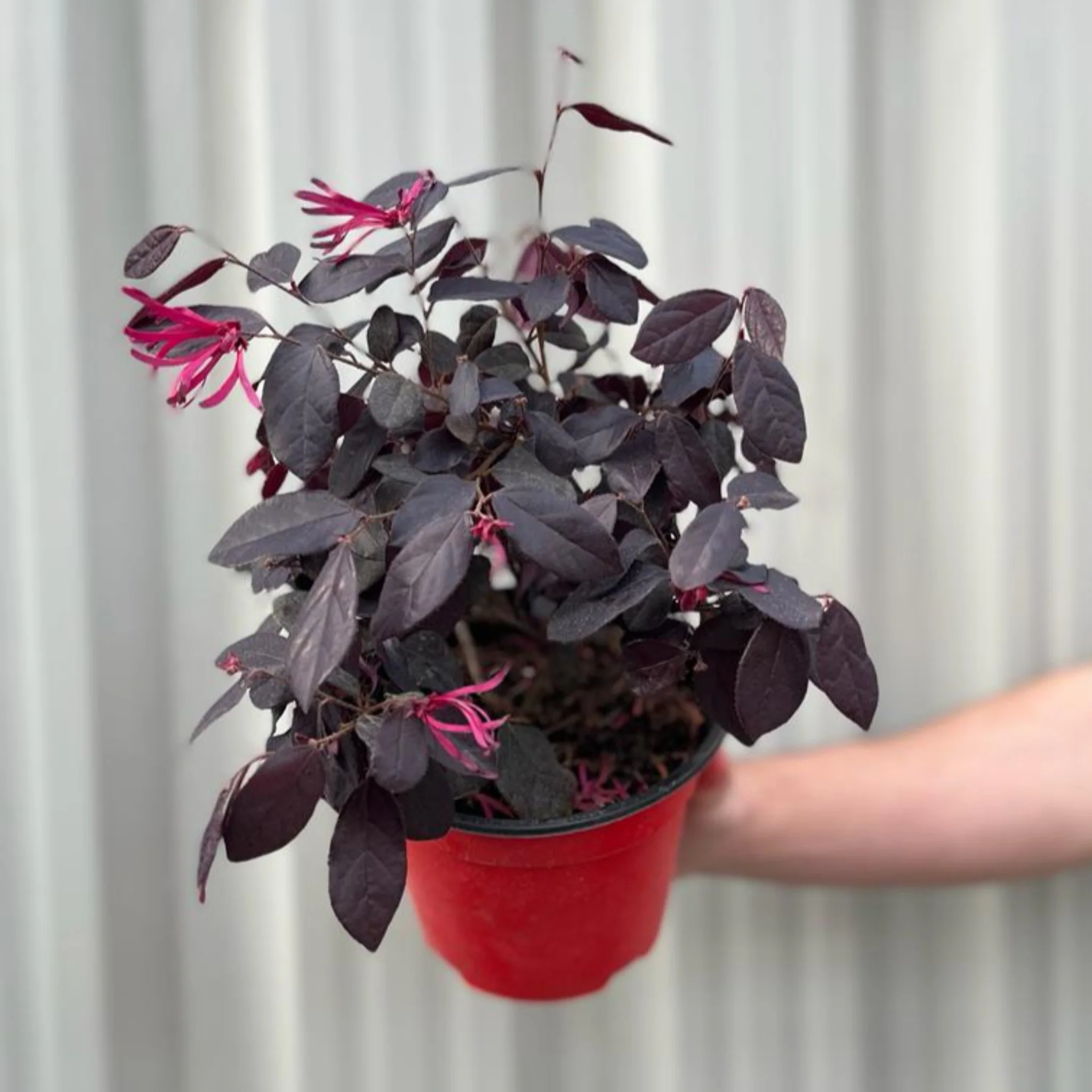 Loropetalum Chinense Fire Dance 9cm - Image 2