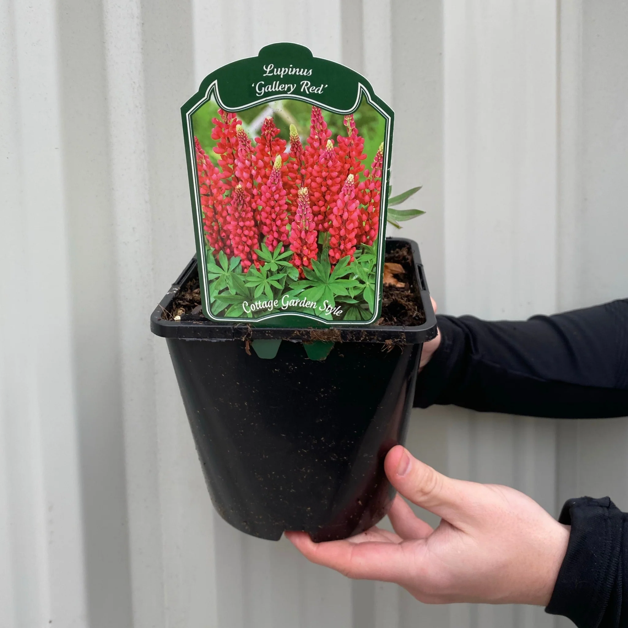 Lupinus polyphyllus 'Legendary Red' (3 Sizes available) - Image 4