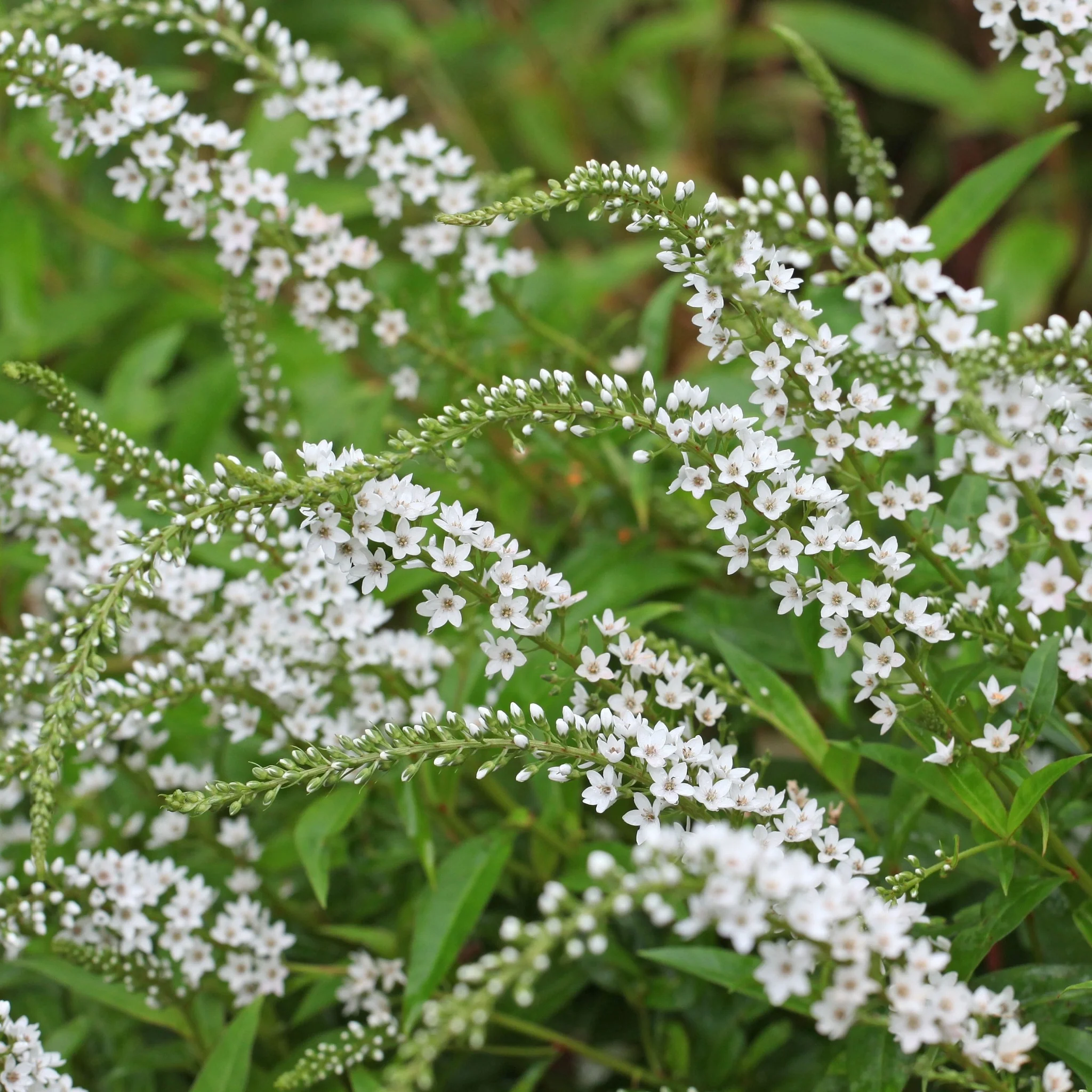 Lysimachia clethroides 9cm - Image 2