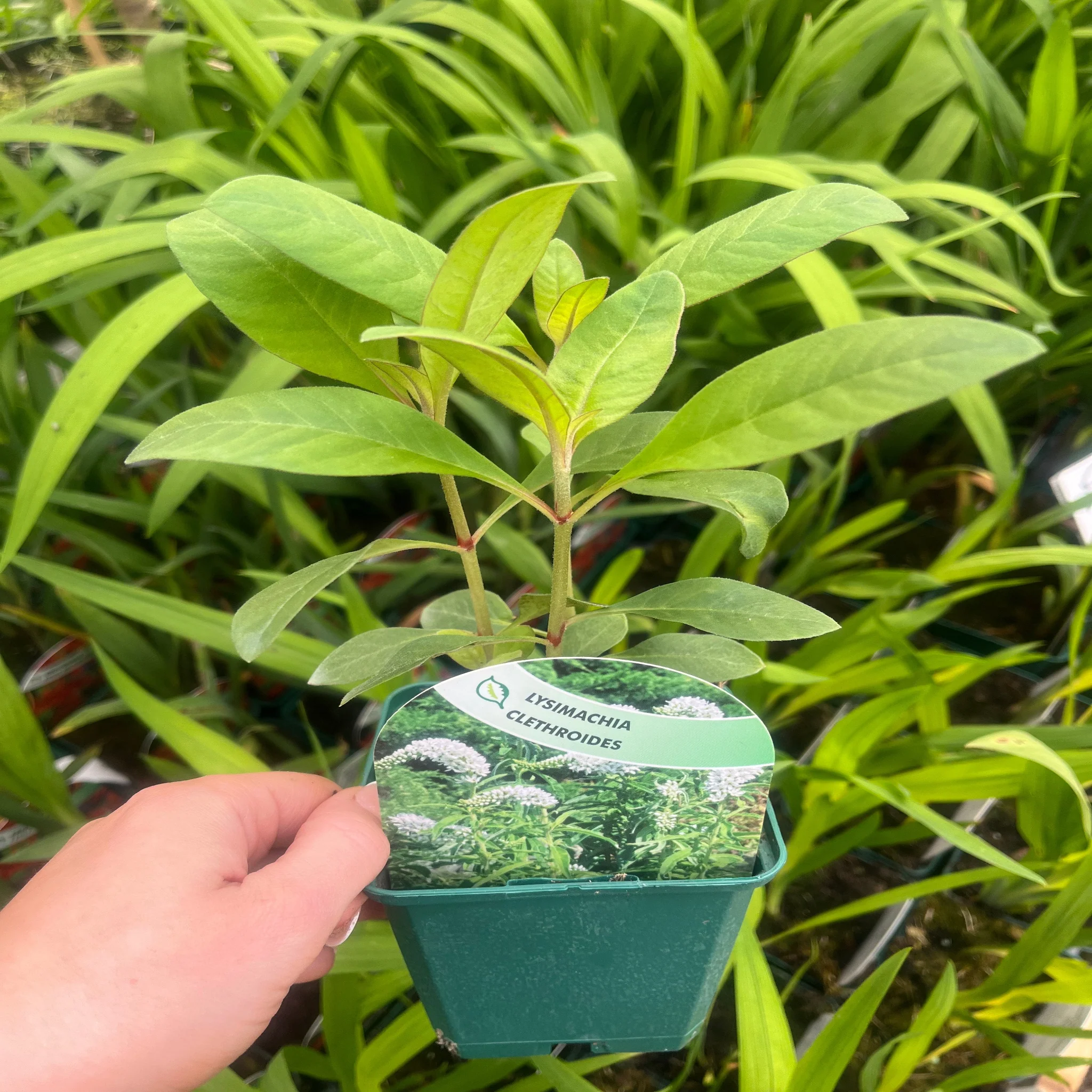 Lysimachia clethroides 9cm - Image 3