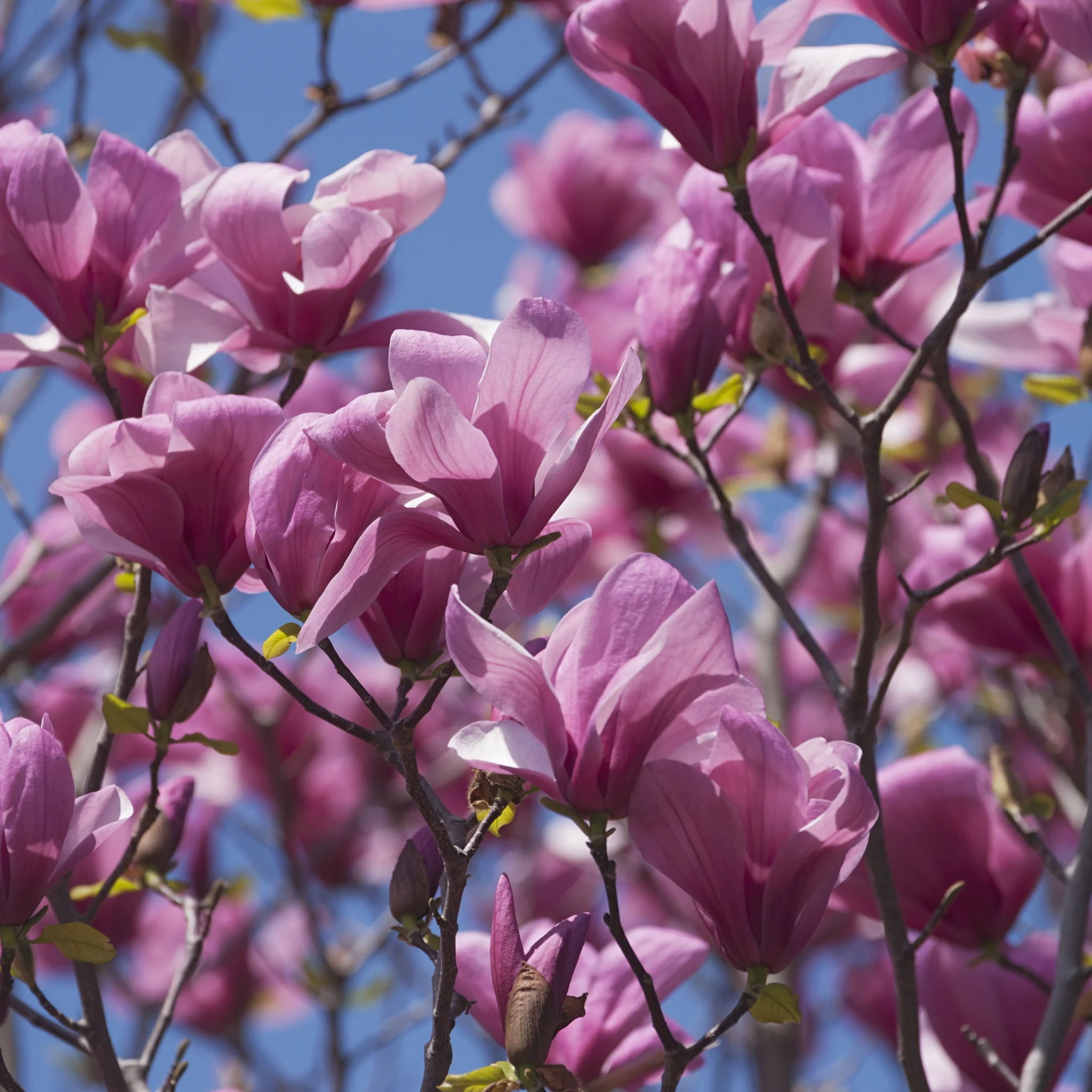 Magnolia liliflora 'Nigra' | Black Lily Magnolia | 3L - Image 2