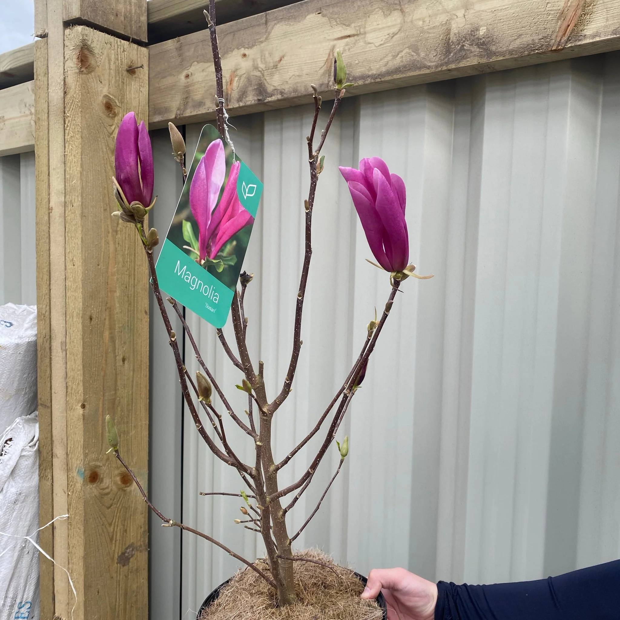 Magnolia 'Susan' 9cm - 3L - Image 3