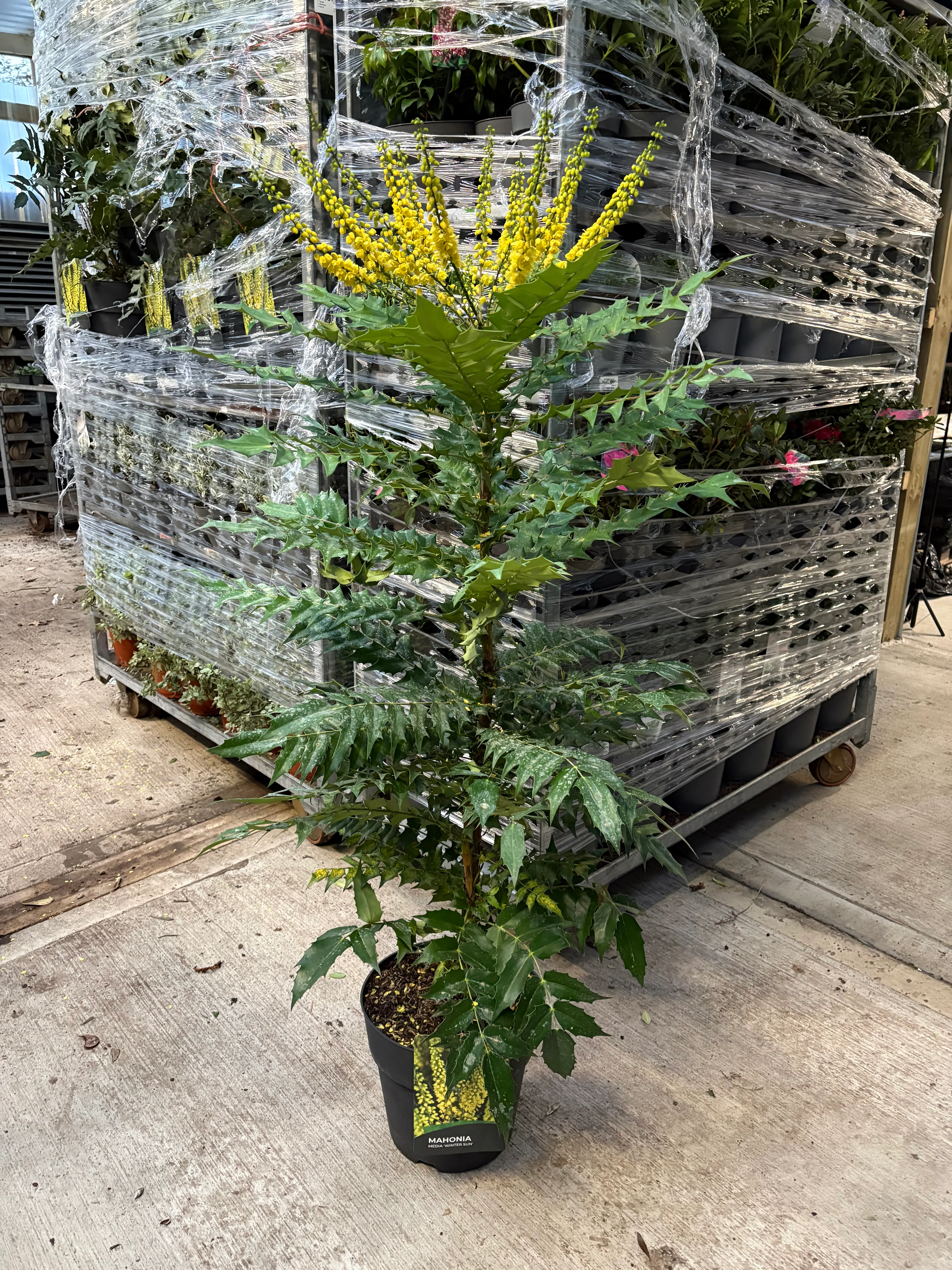 Mahonia 'Winter Sun' 11cm/10L - Image 5