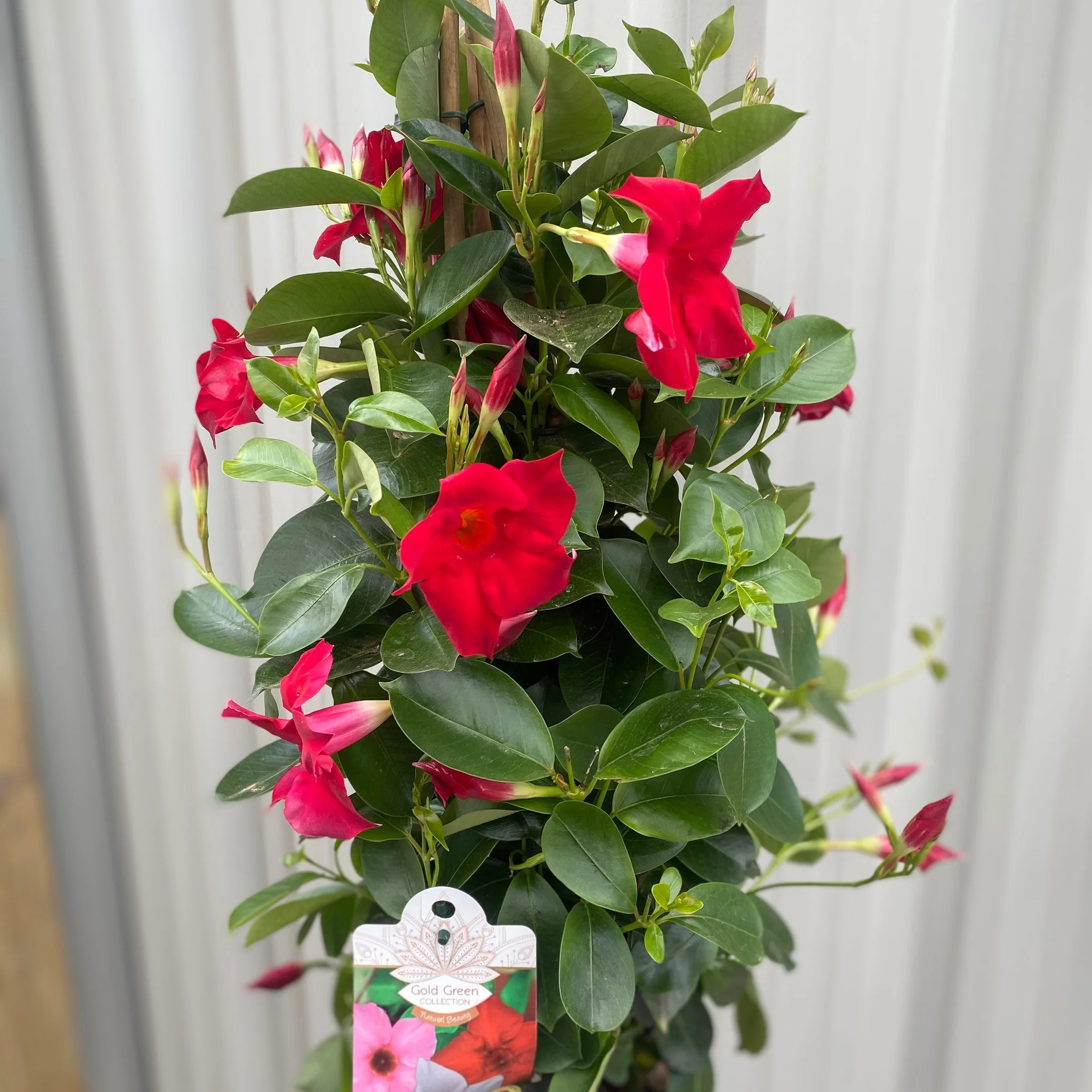 Mandevilla sanderi - Red - Pyramid - Image 2
