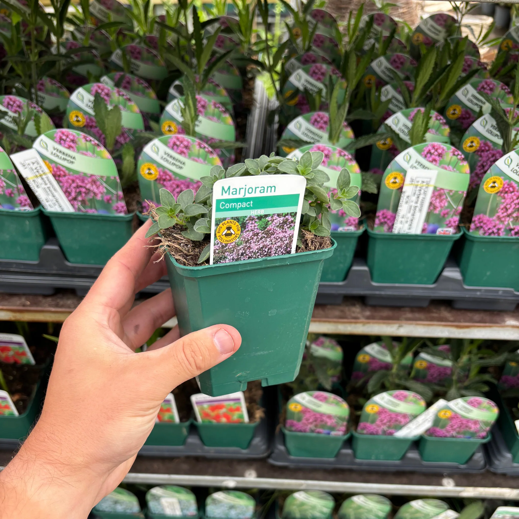 Marjoram compact 9cm - Image 2