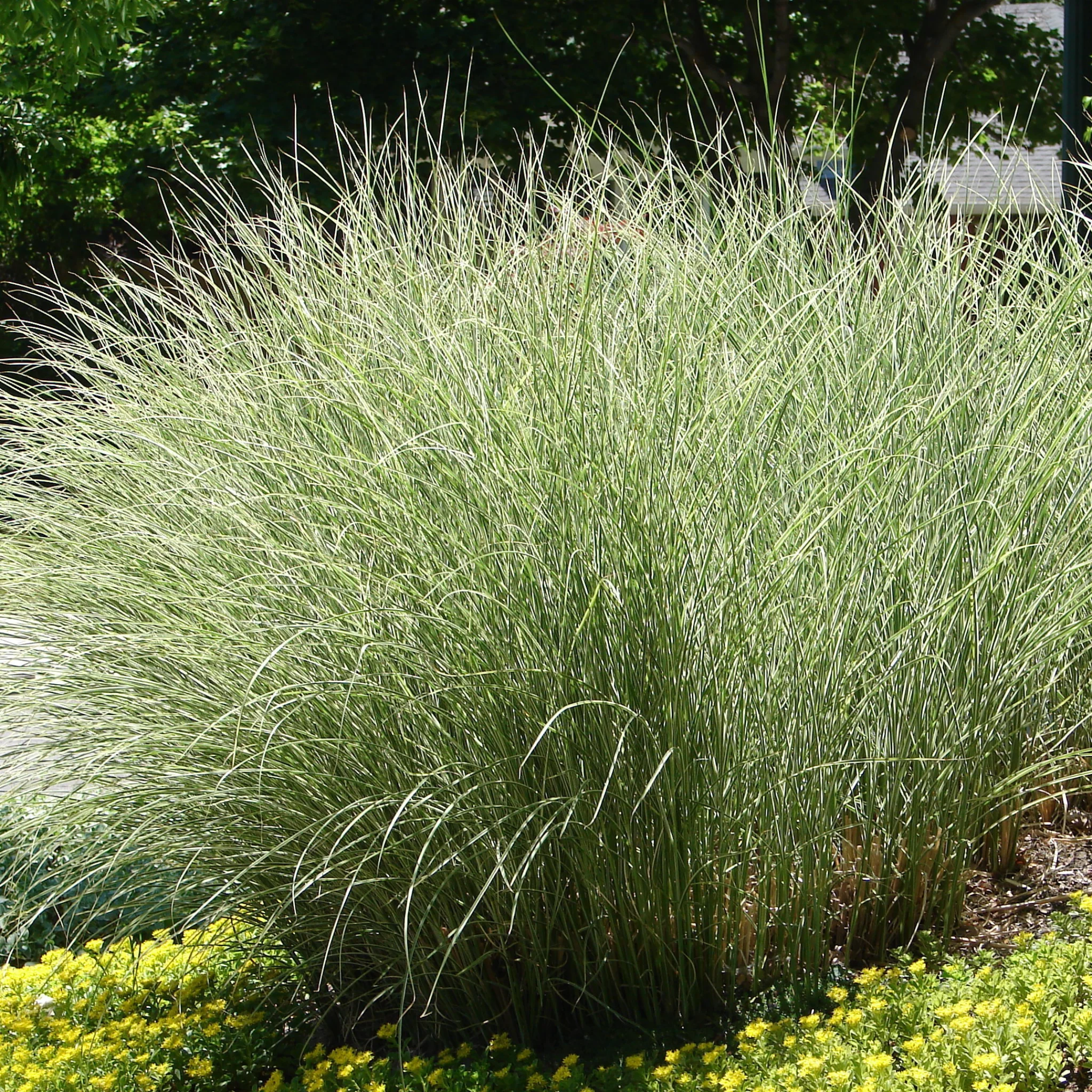 Miscanthus sinensis Morning Light 2L / 10L - Image 3