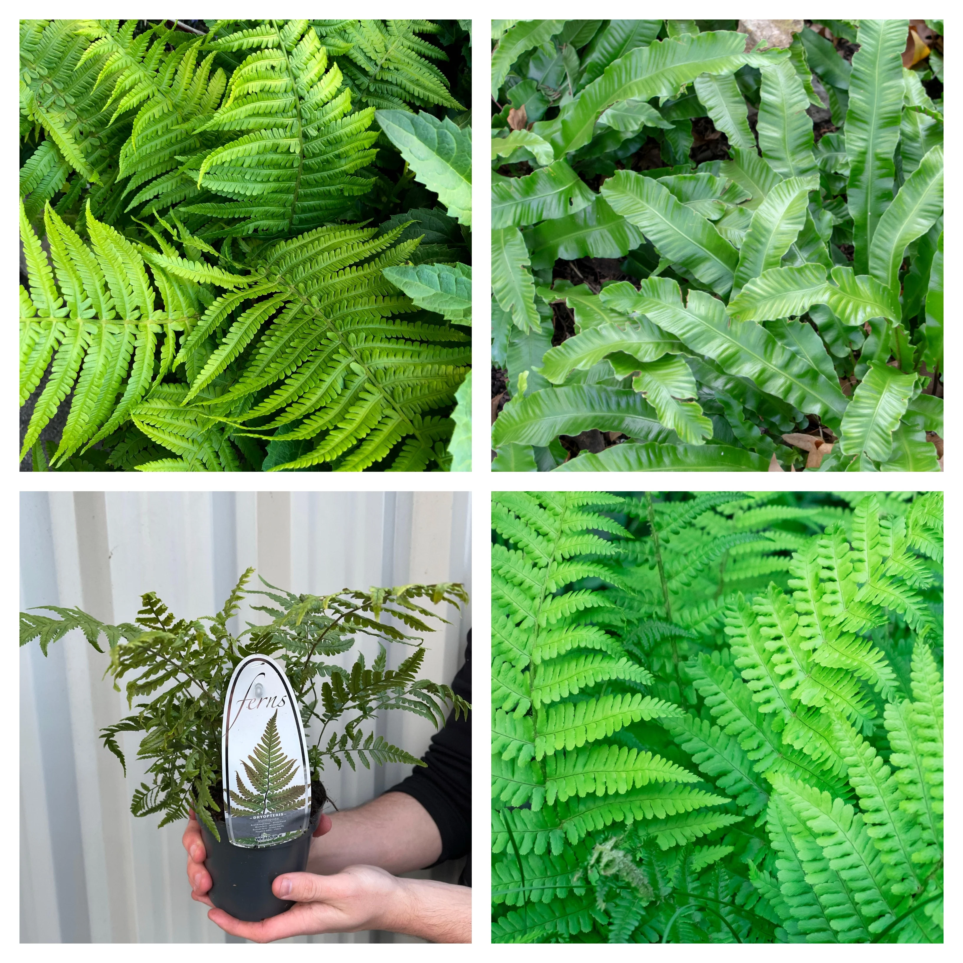 Mix of 3 Ferns 11cm / 2L / 3L - Image 2