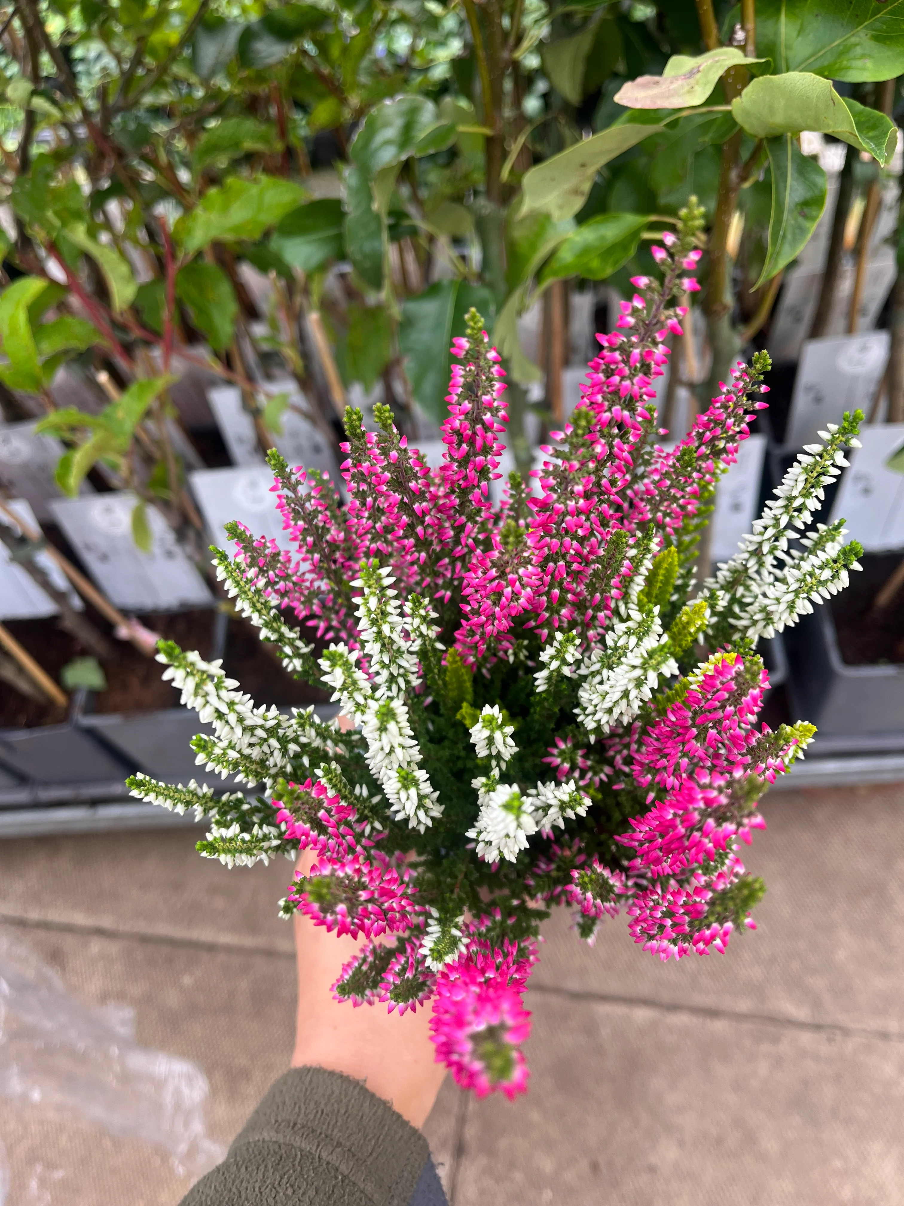 Mix of 3 Calluna Heather (9cm Pot) - Image 2
