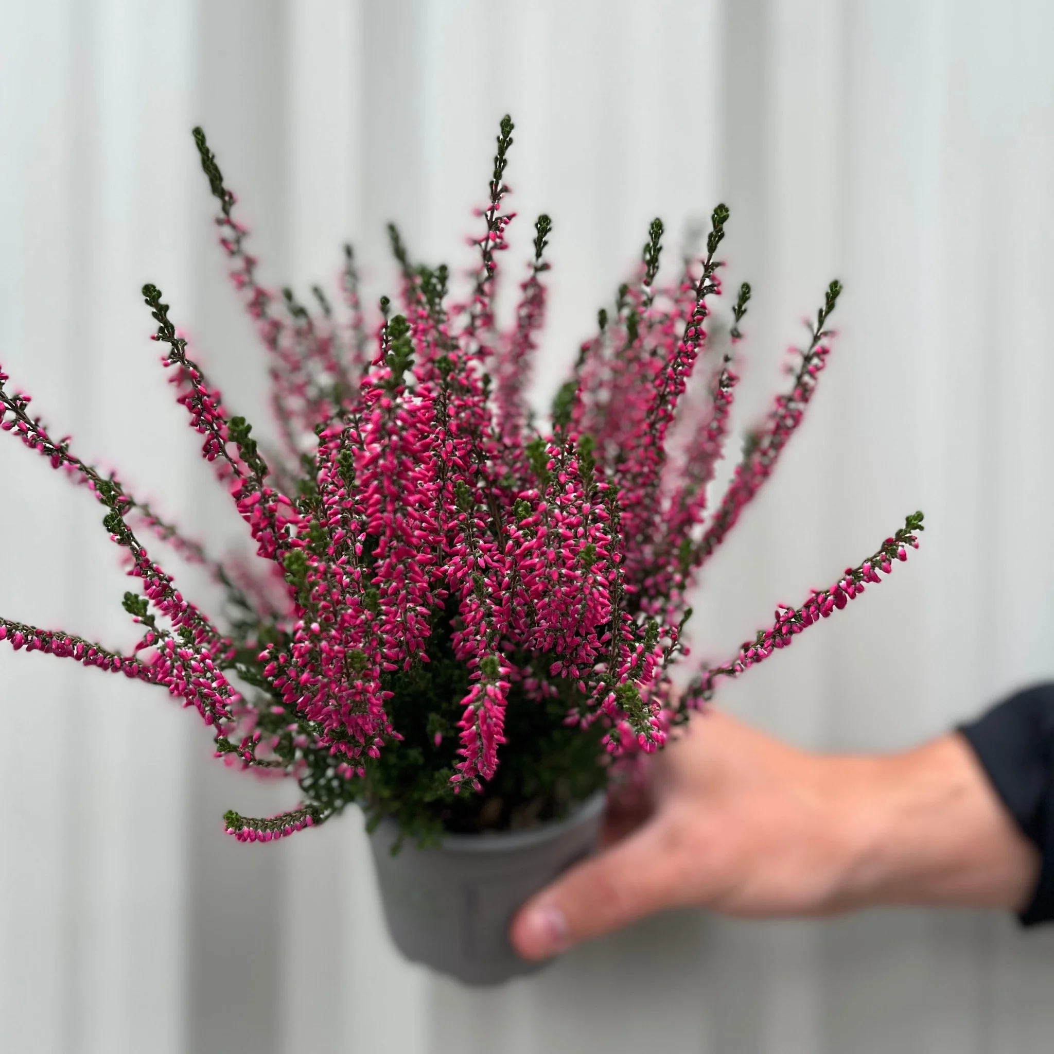 Mix of 3 Calluna Heather (9cm Pot) - Image 4