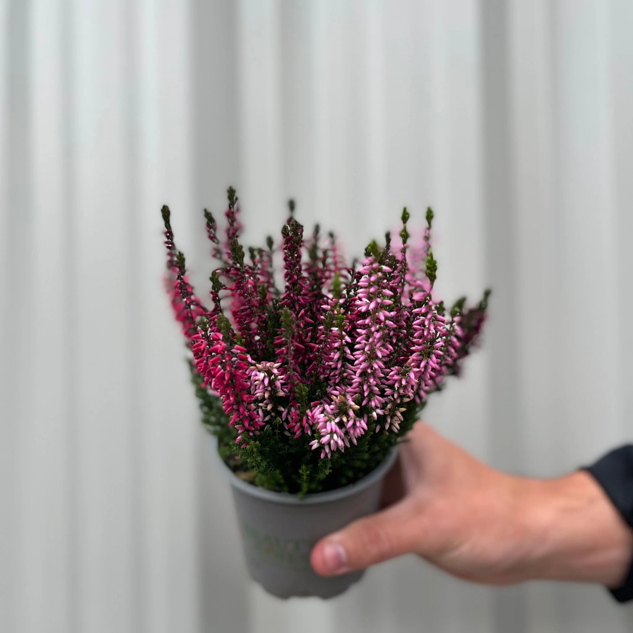 Mix of 3 Calluna Heather (9cm Pot) - Image 5