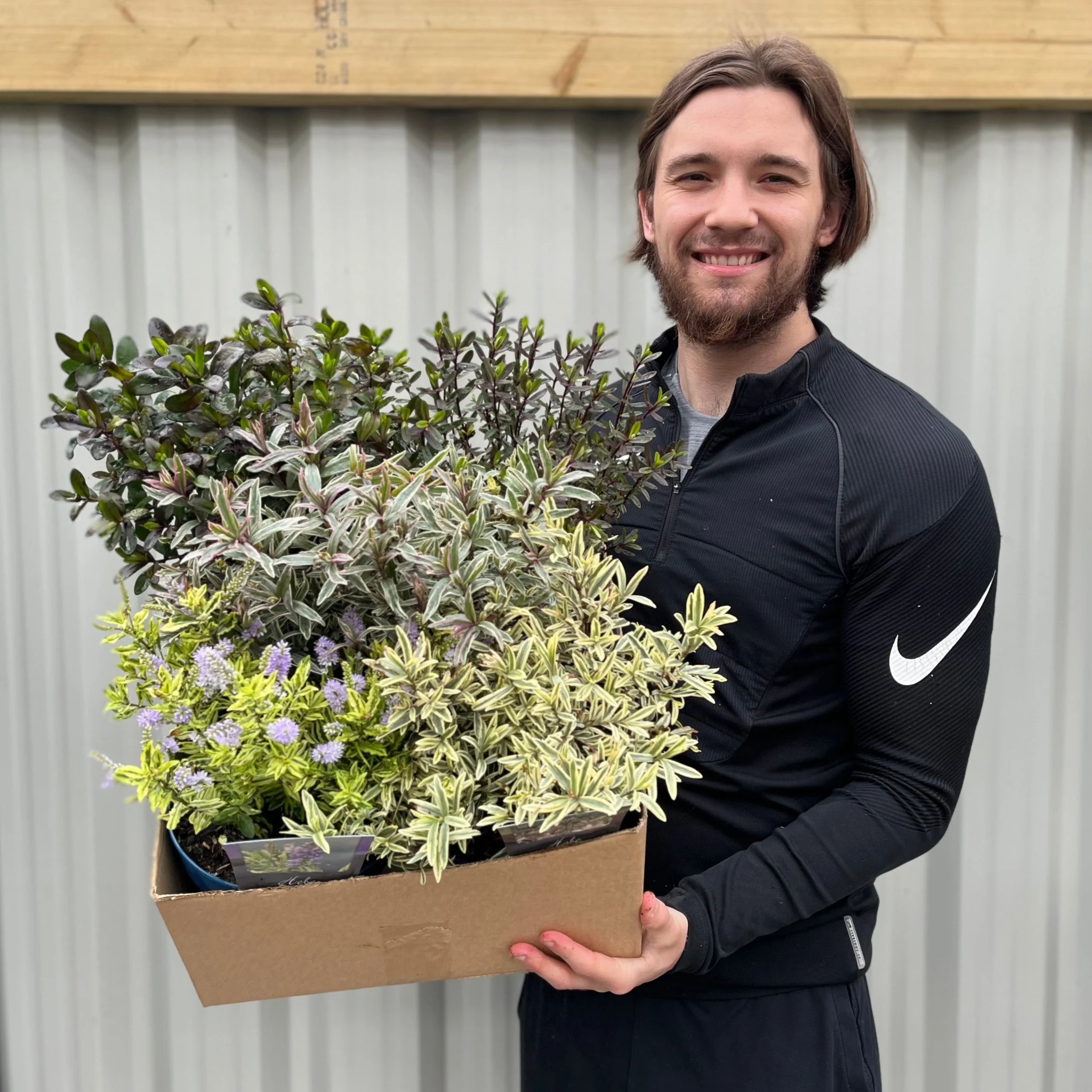Mix of 3 Hebes (2L Growers Pots) - Image 2