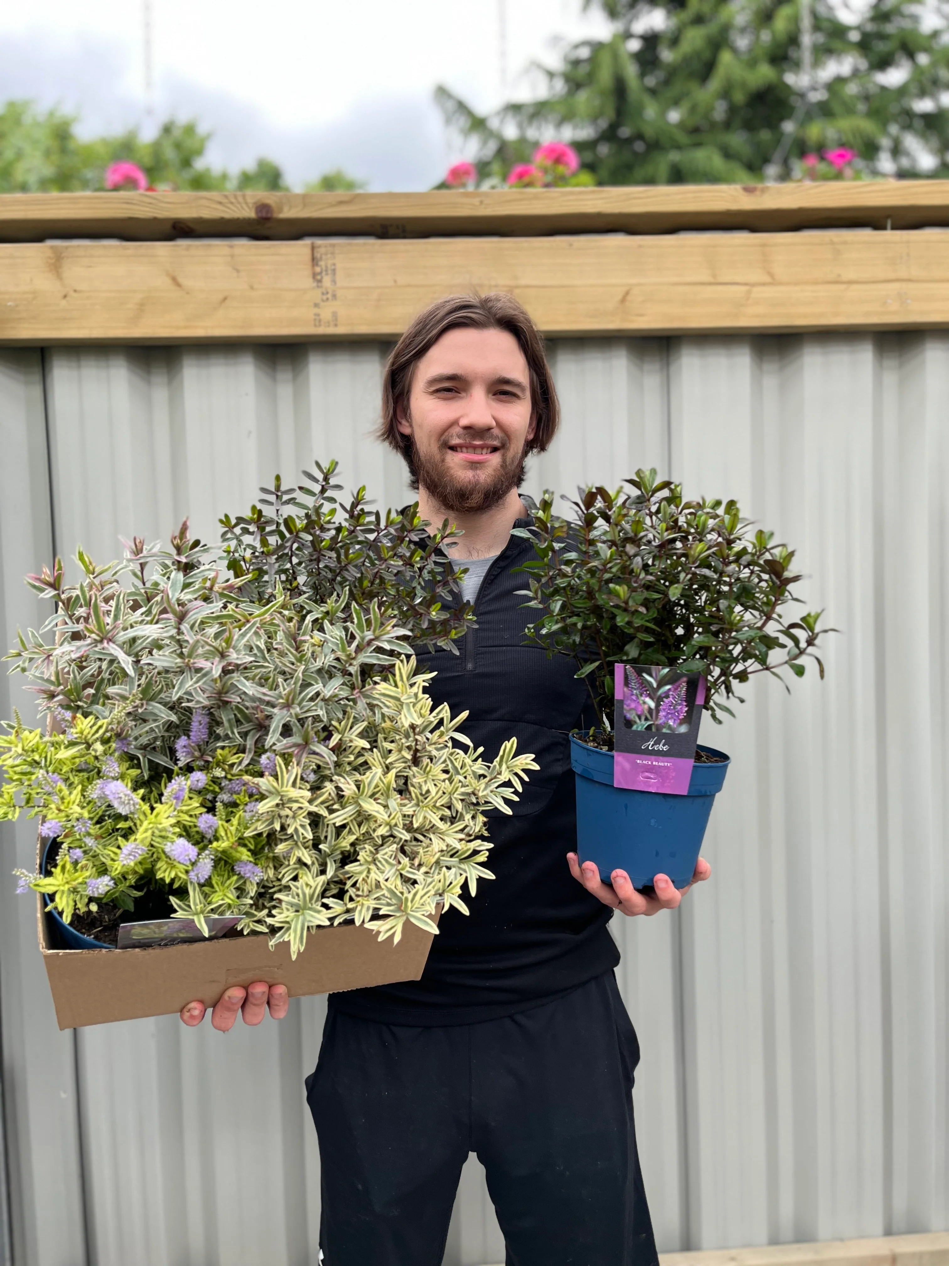 Mix of 3 Hebes (2L Growers Pots) - Image 3