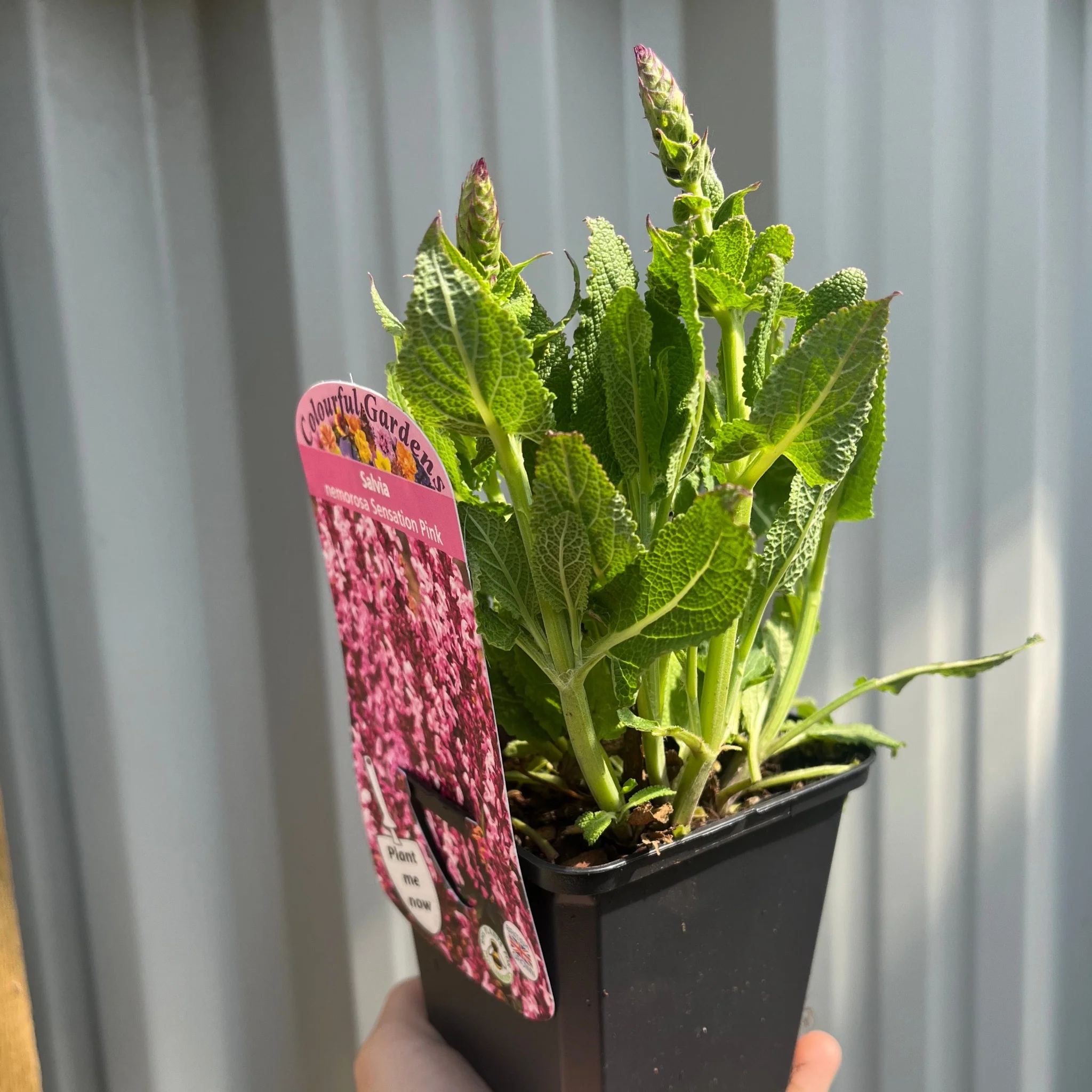 Mix of 3 Salvia (3 x 9cm Pots) - Image 2