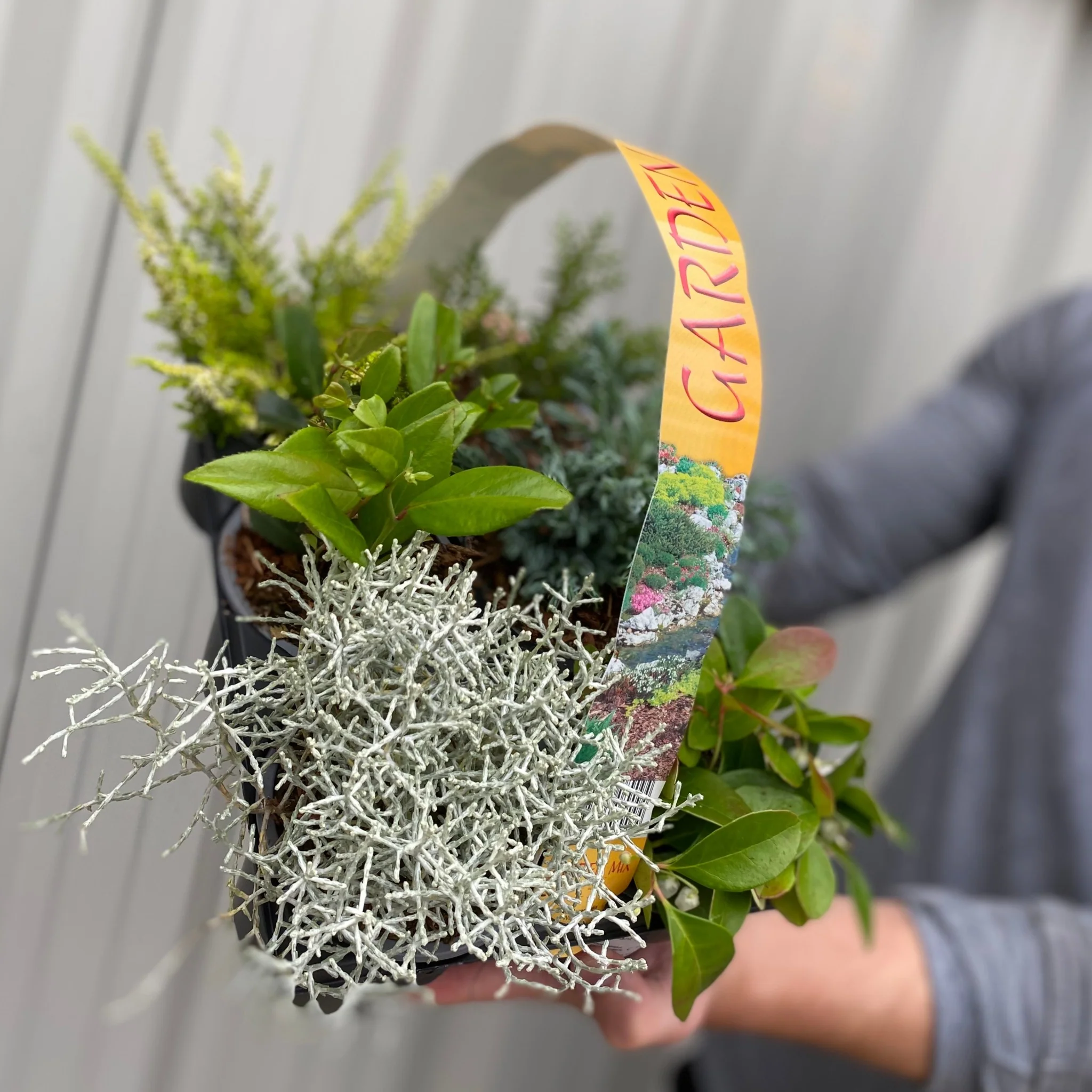 Mixed Evergreen Shrub Mix (6 Pack) - Image 2