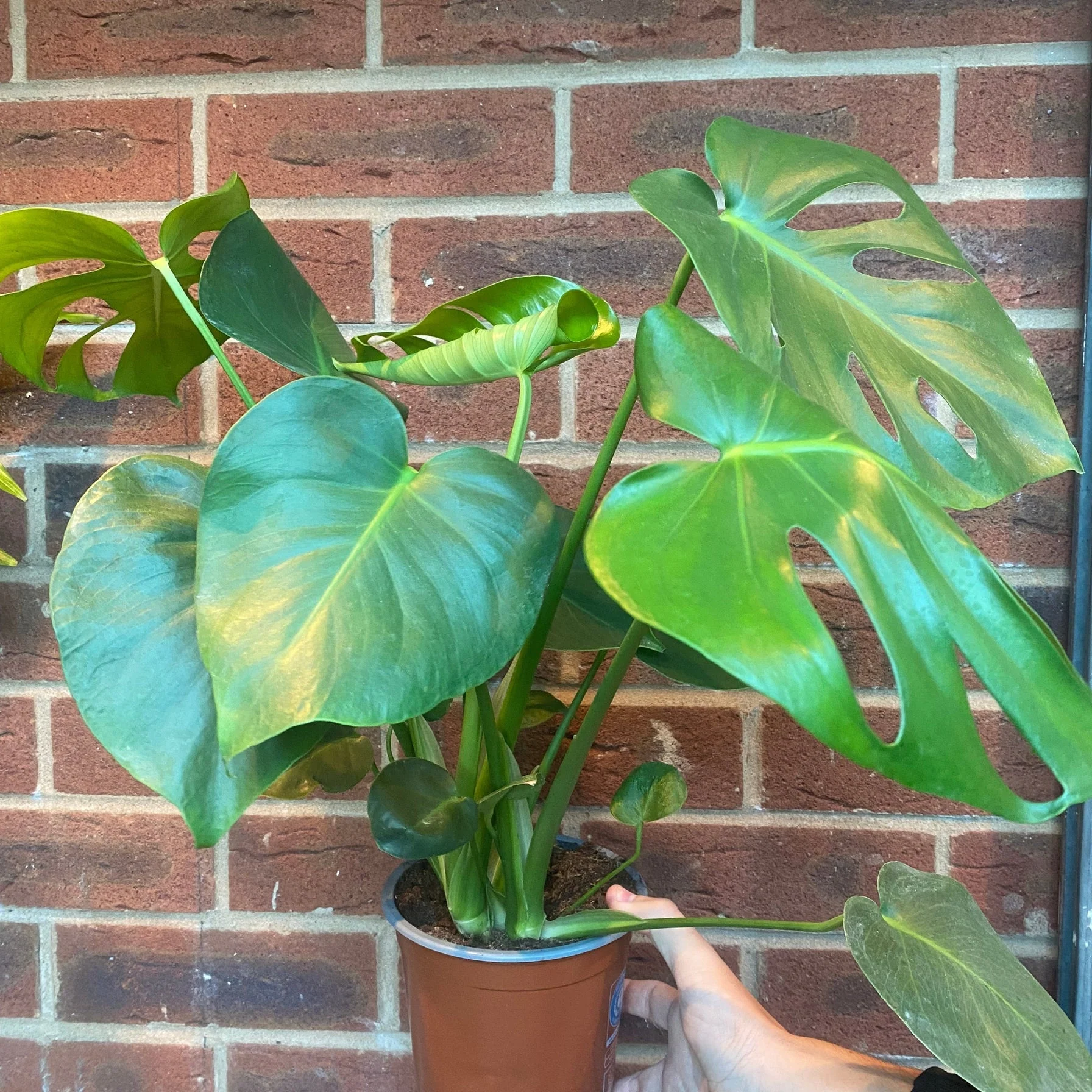 Monstera Deliciosa (Swiss Cheese) (50-60cm) - Image 2