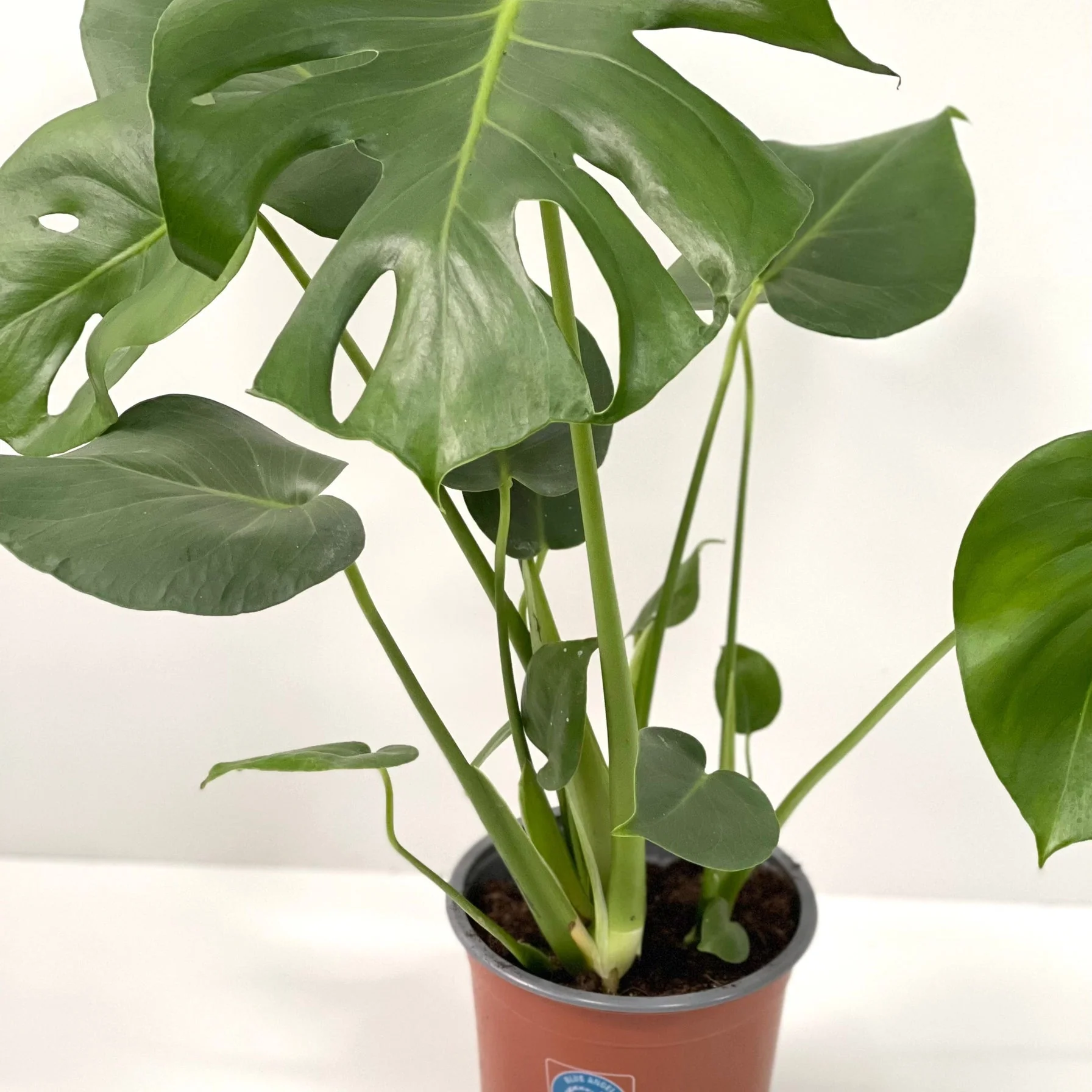 Monstera Deliciosa (Swiss Cheese) (50-60cm) - Image 3