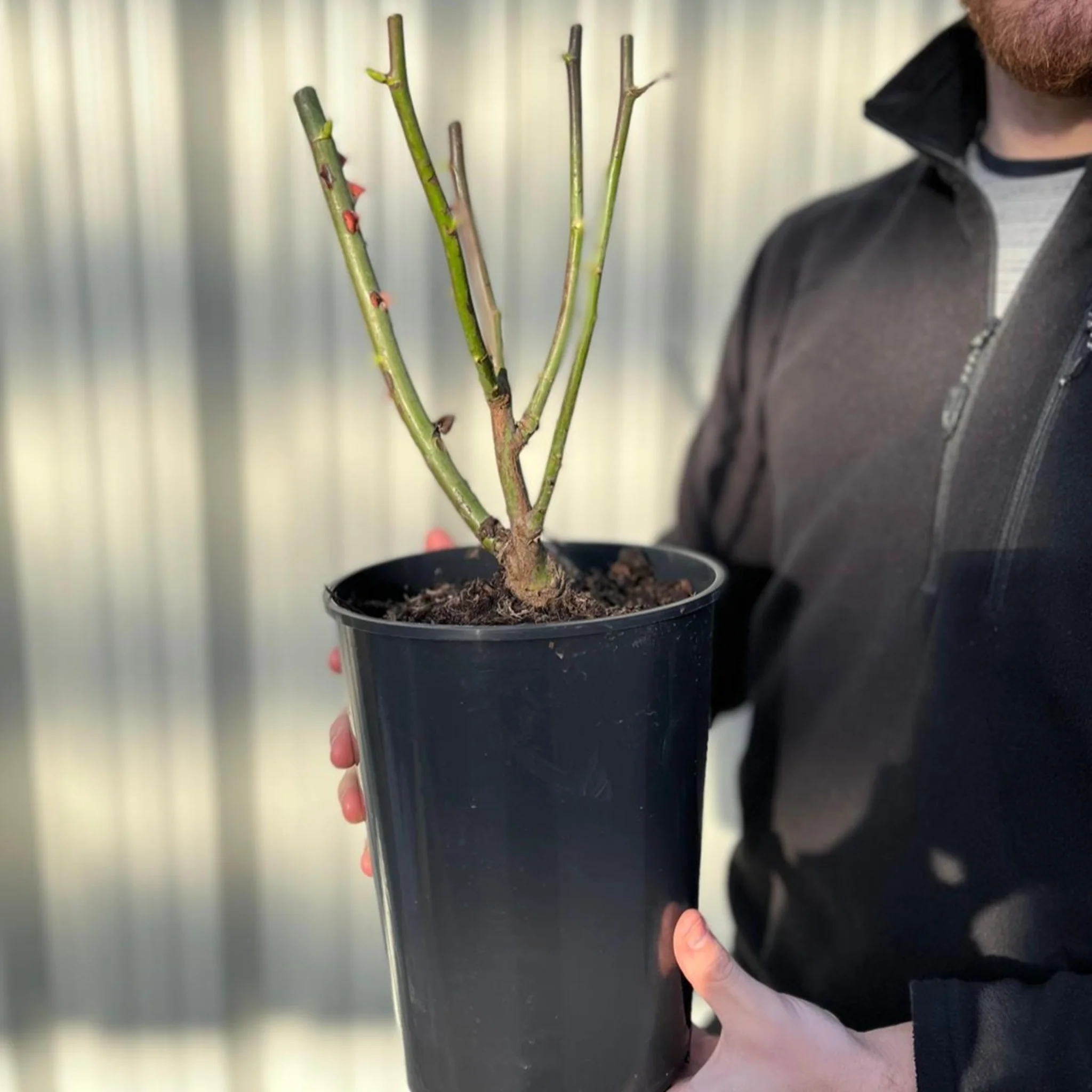 Mother's Day Rose | Florabunda 4L Potted Rose - Image 2