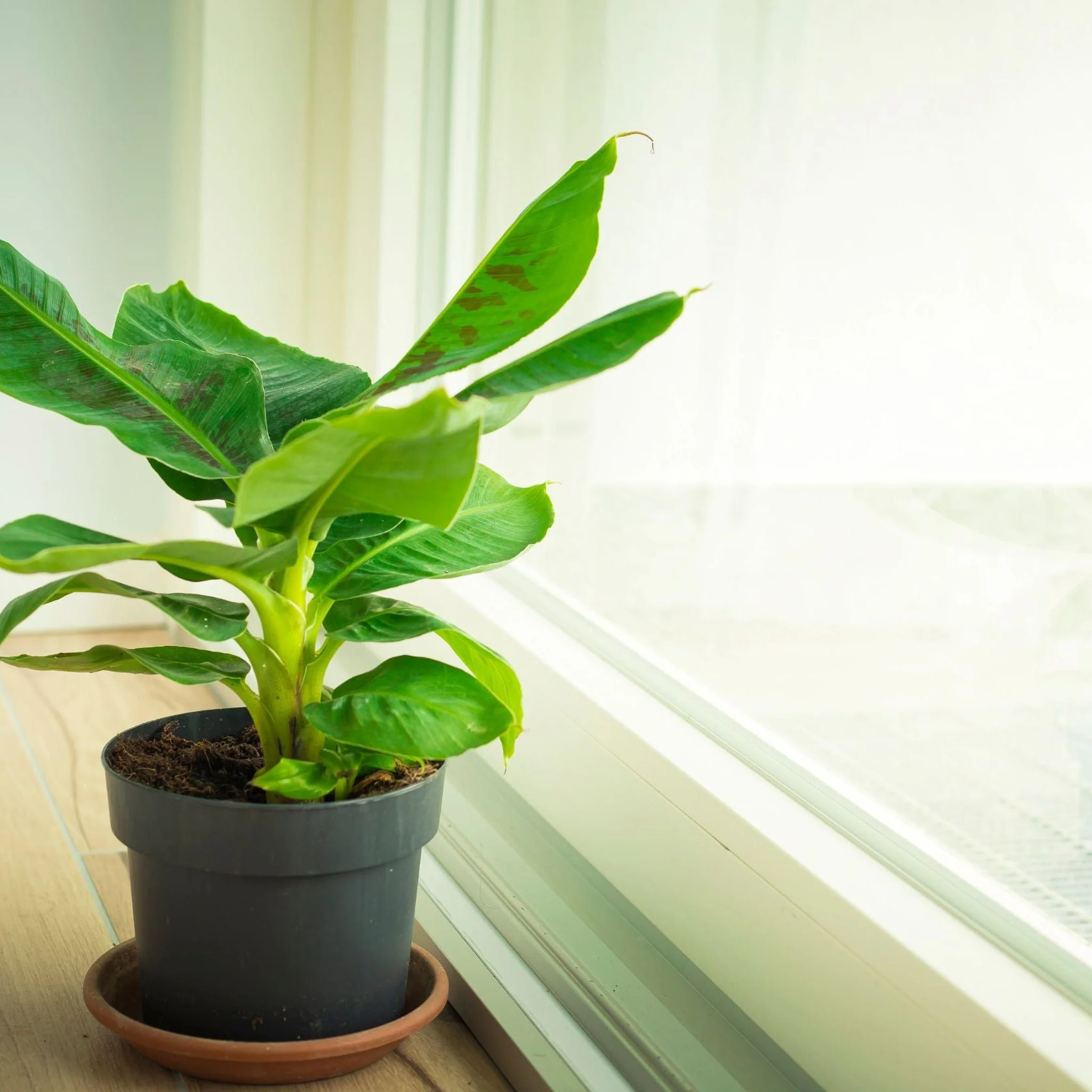 Musa Tropicana (Banana Plant) - Image 4