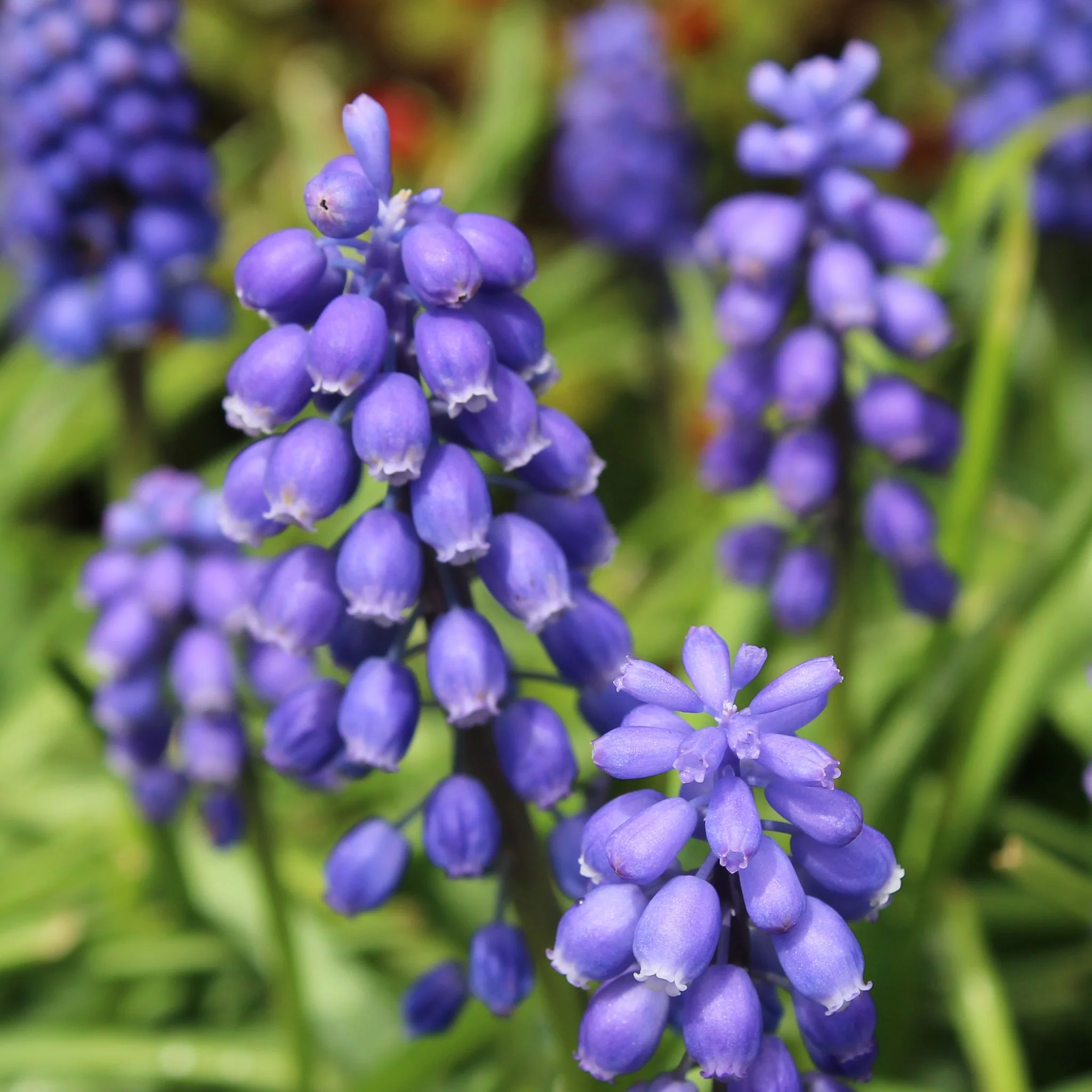 Muscari Blue Blends (40 Bulbs) - Image 3