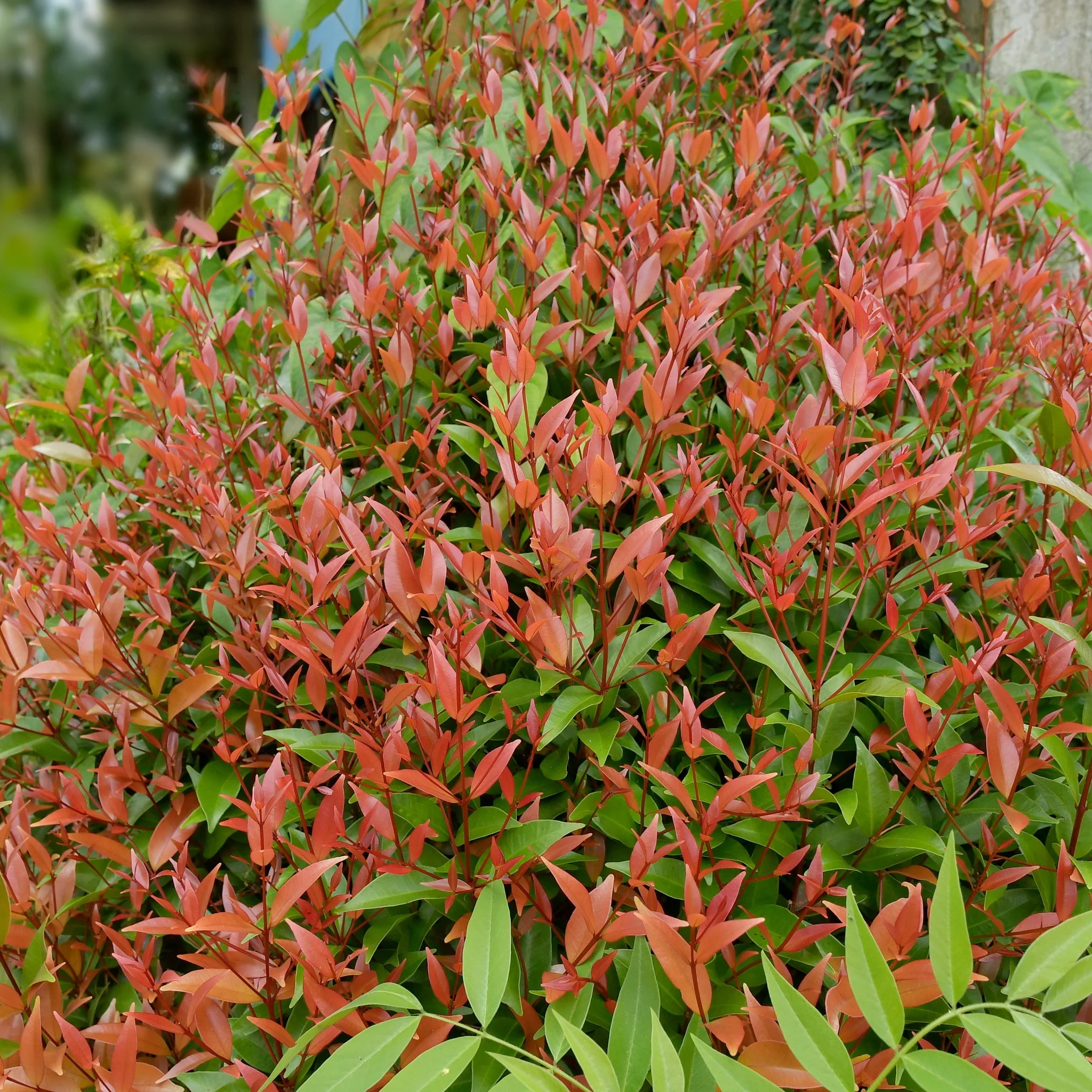 Nandina domestica 'Gulf Stream' (Heavenly Bamboo) 2L - Image 2