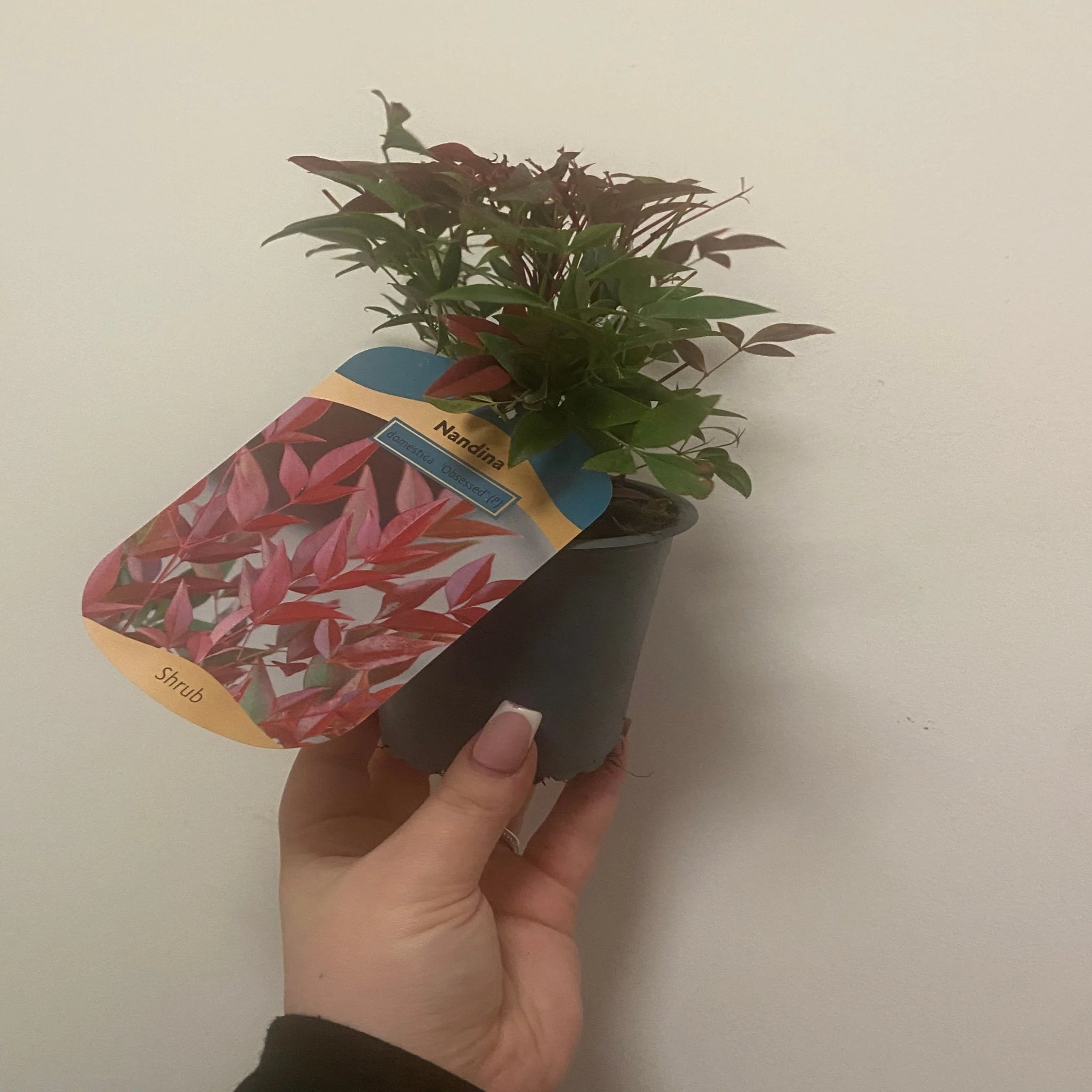 Nandina domestica 'Obsessed' 9cm / 3L / 10: - Image 5