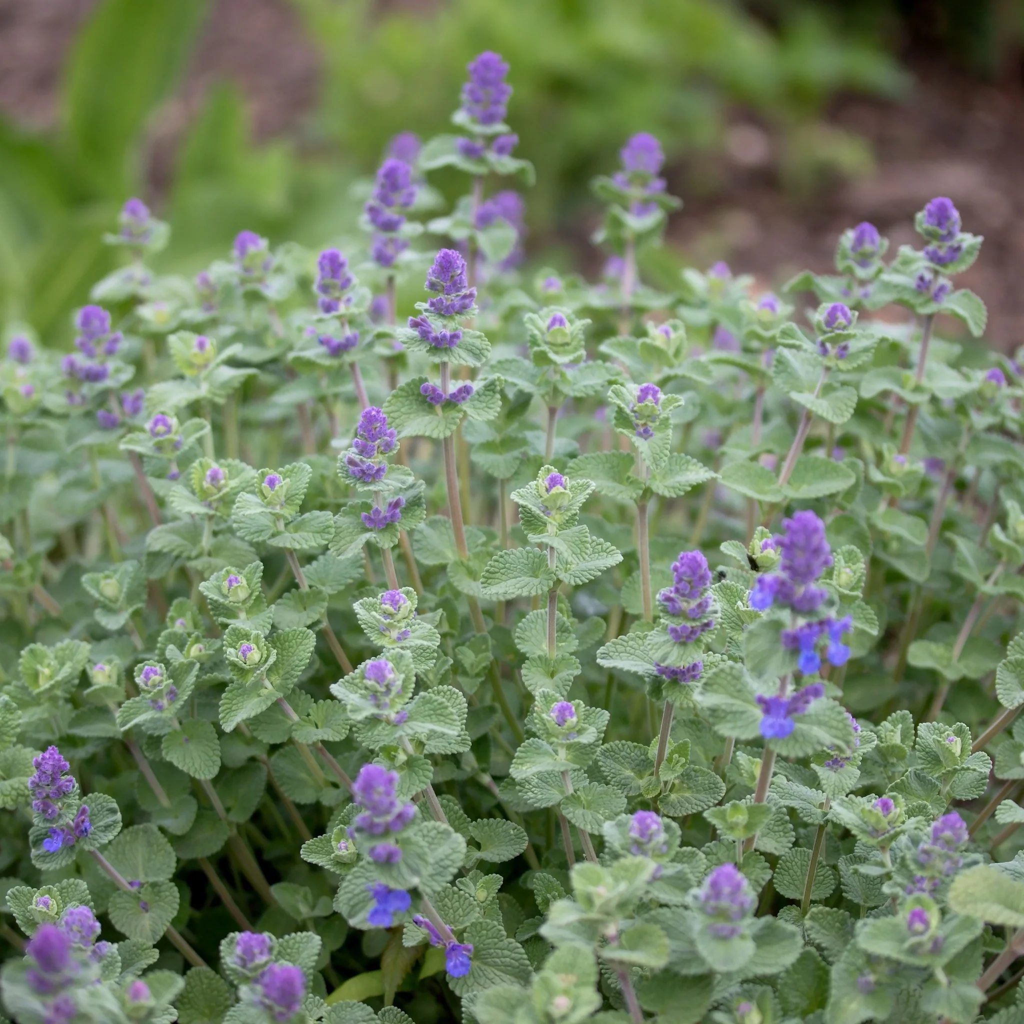 Nepeta ‘Cat’s Pyjamas’ 9cm / 2L - Image 2
