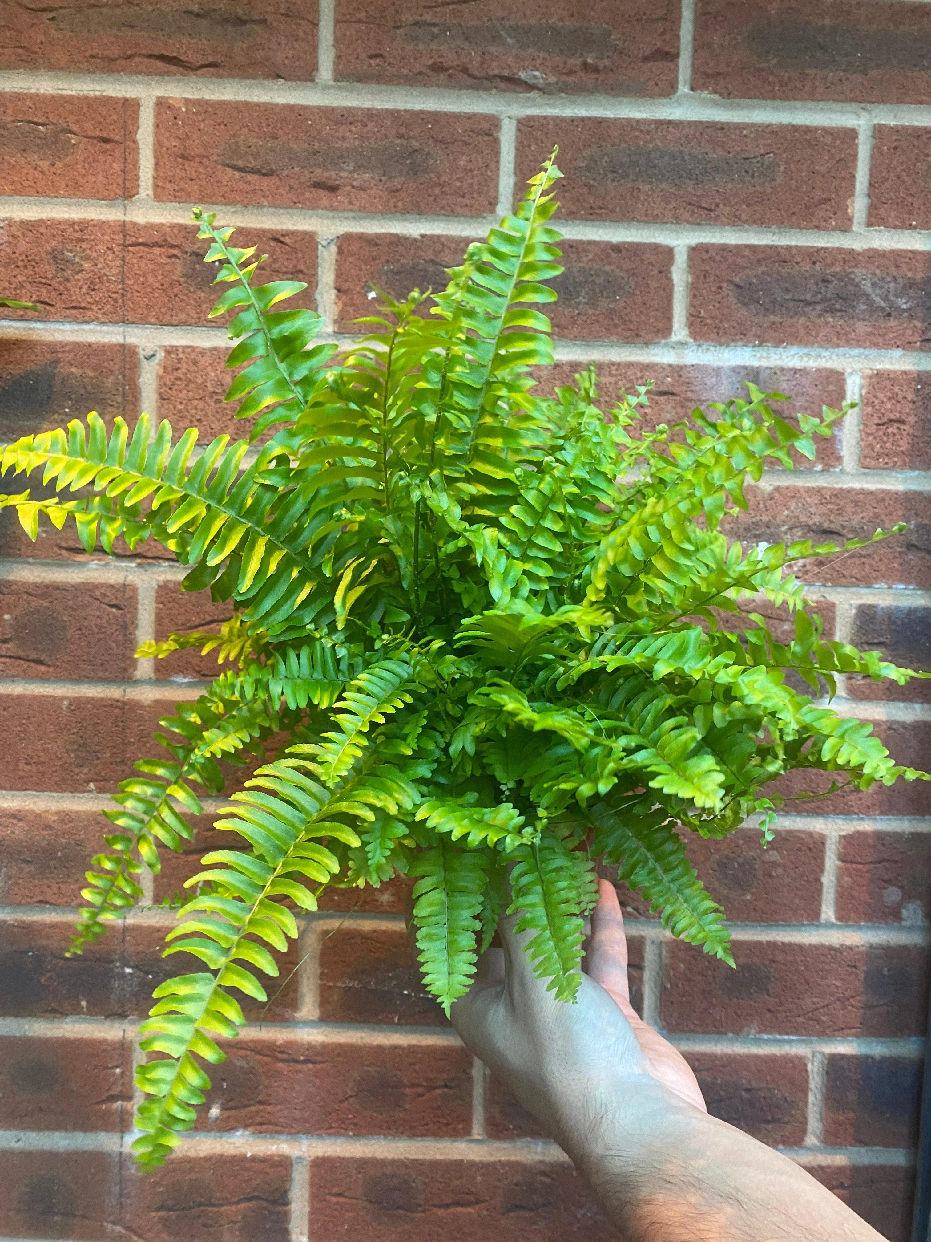 Boston Fern | Nephrolepis exaltata Bostoniensis | 25-30cm - Image 2