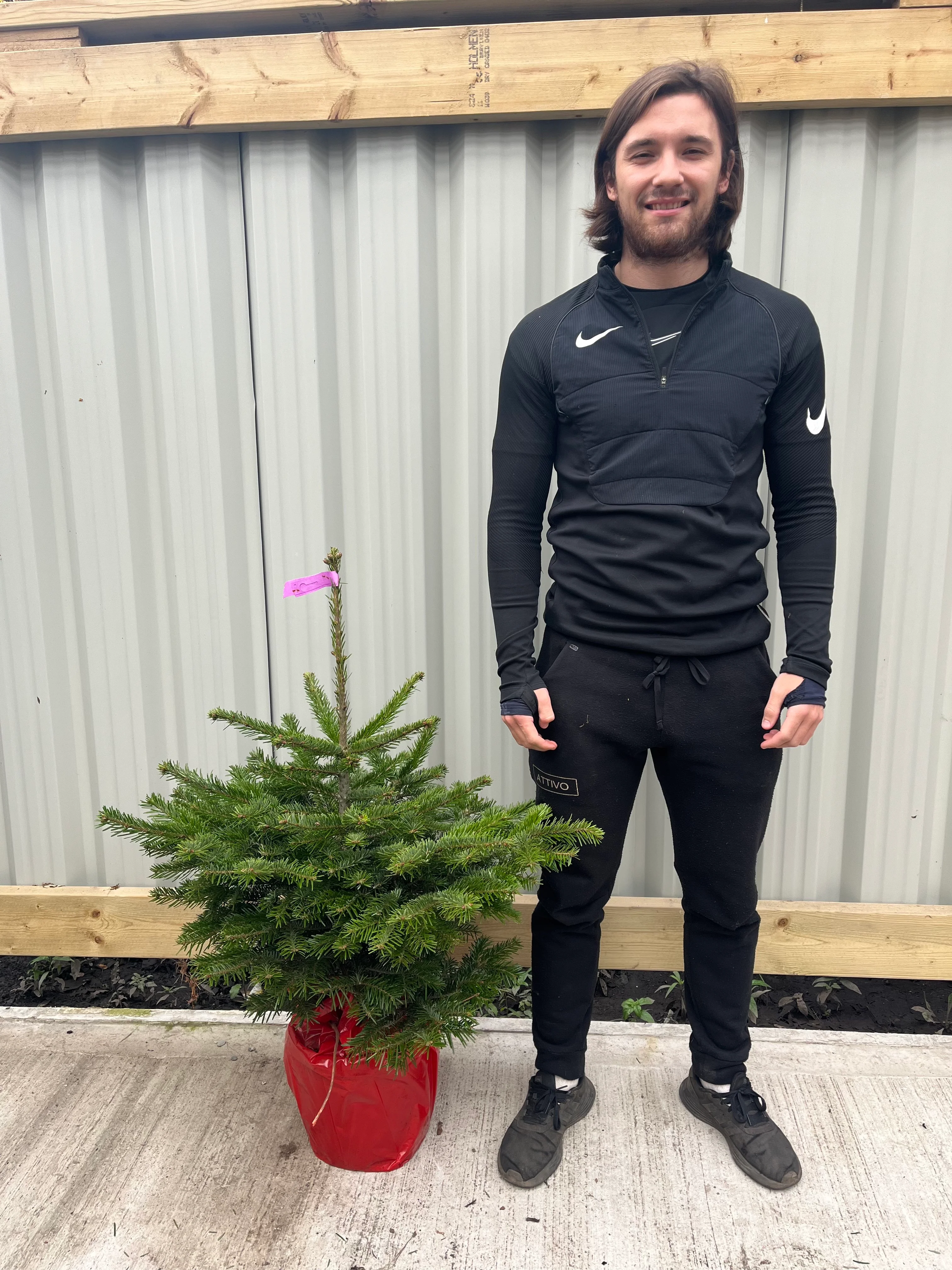 Nordmann Fir Pot Grown Christmas Tree | 100-120cm - Image 2