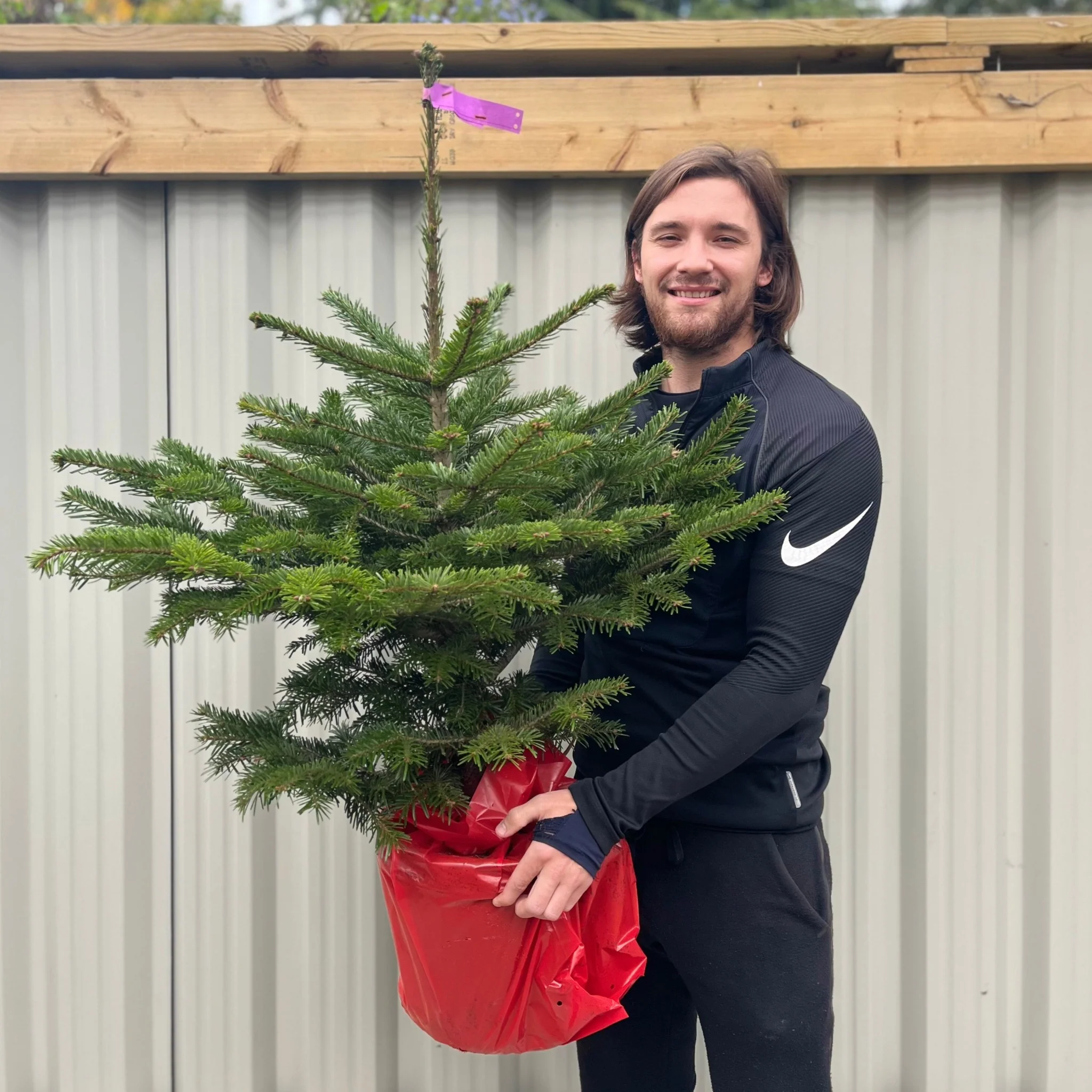 Nordmann Fir Pot Grown Christmas Tree | 100-120cm - Image 3