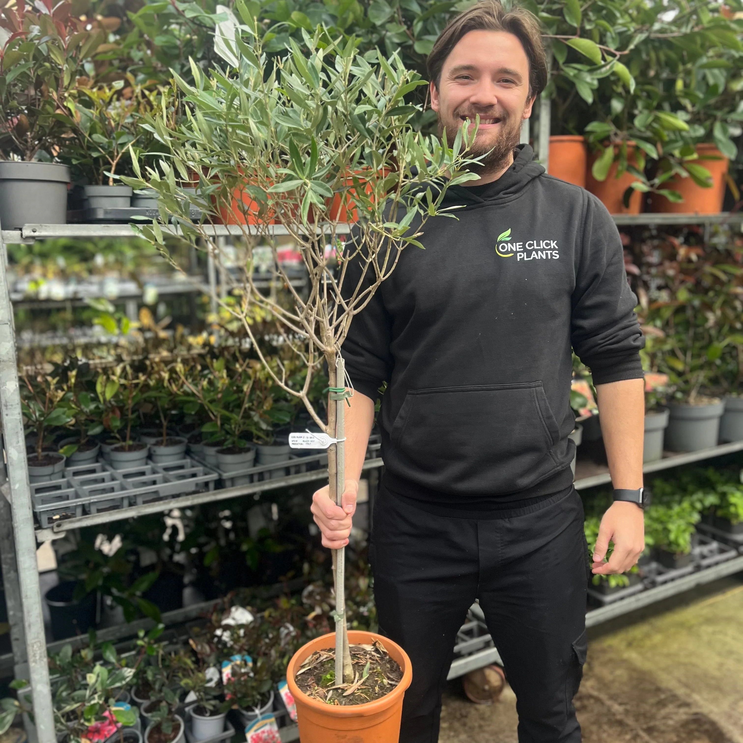 Second Selection Olive Tree | Olea europea (Reduced to clear) - Image 2
