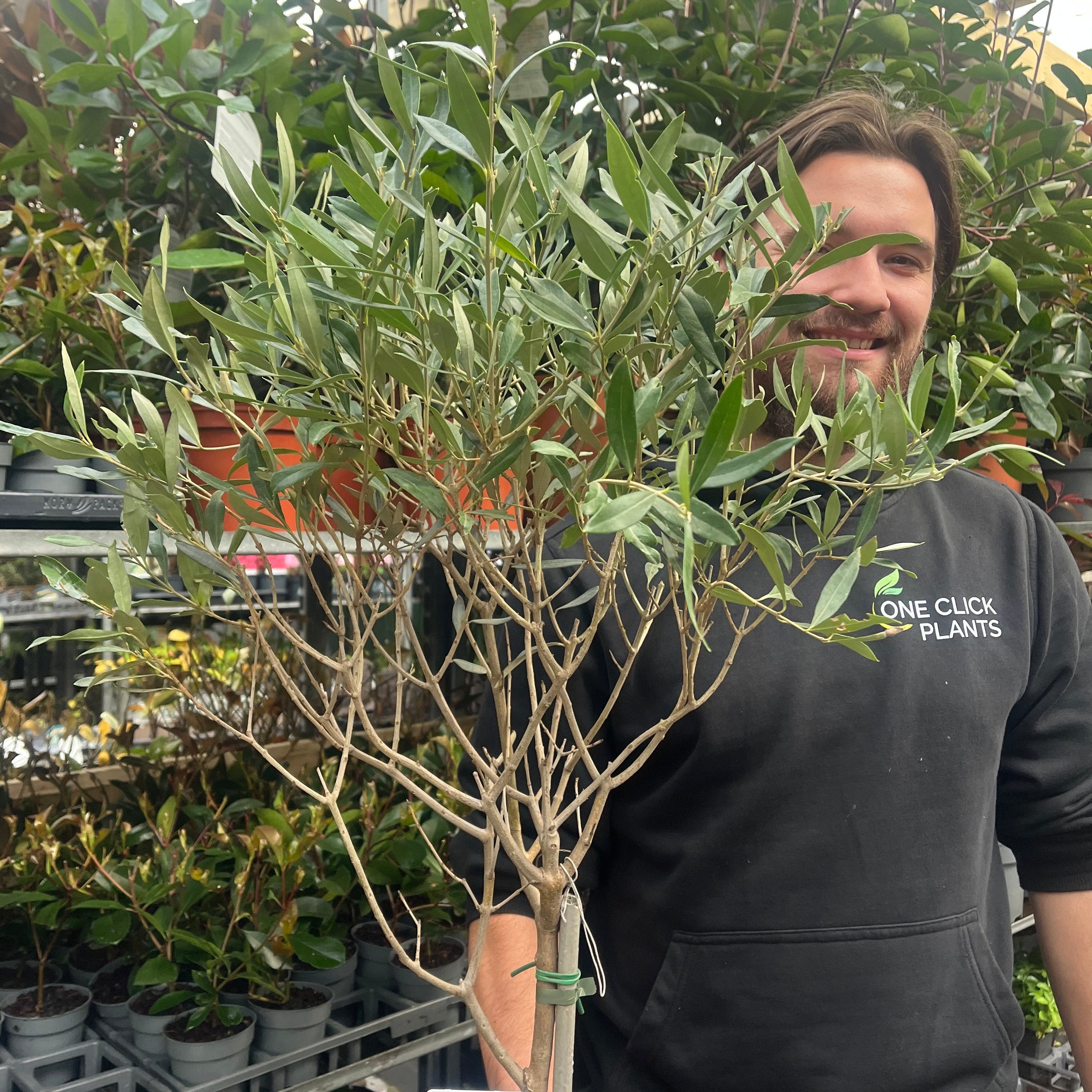 Second Selection Olive Tree | Olea europea (Reduced to clear) - Image 6