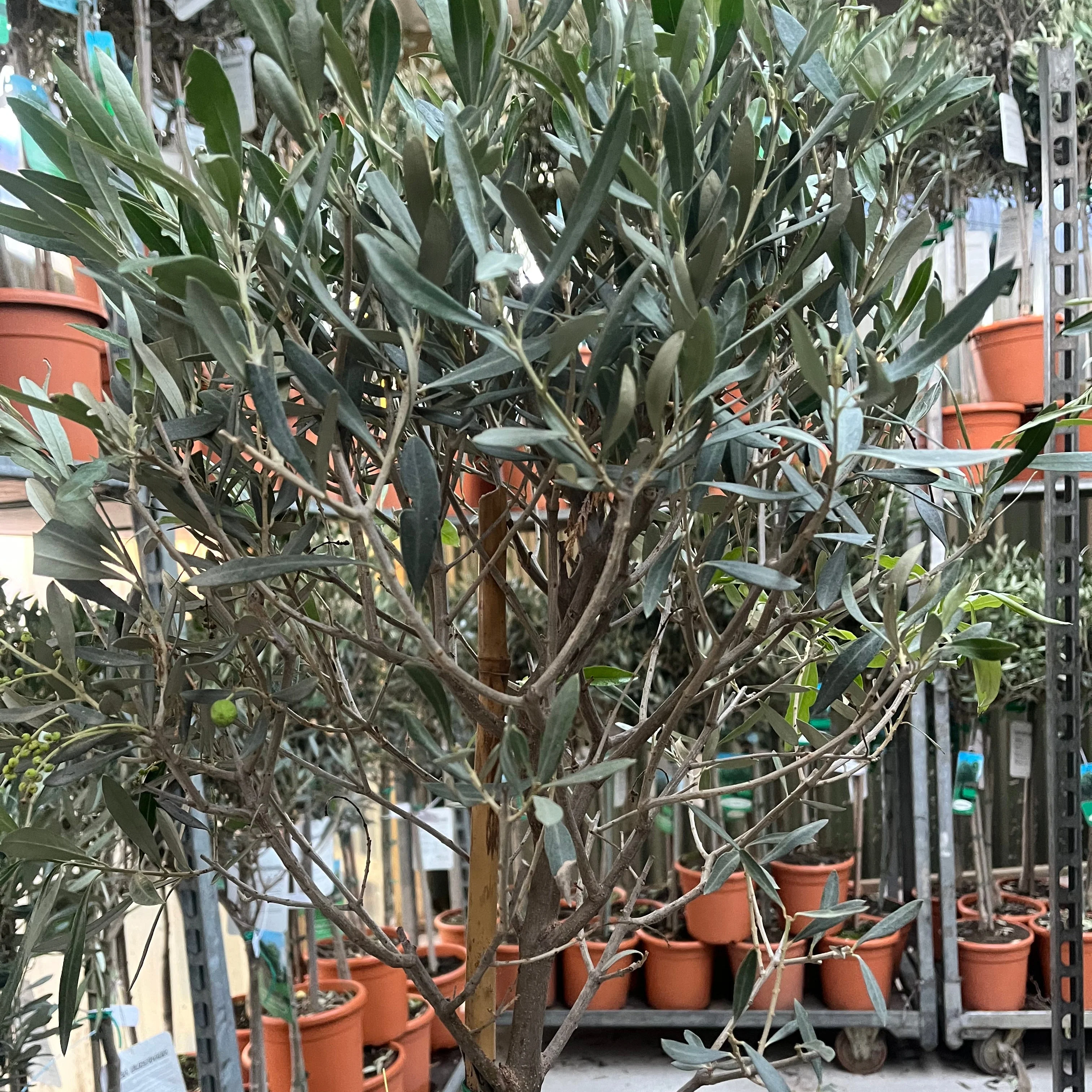 Olive Tree 150-170cm (Second Selection - Reduced to clear) - Image 2