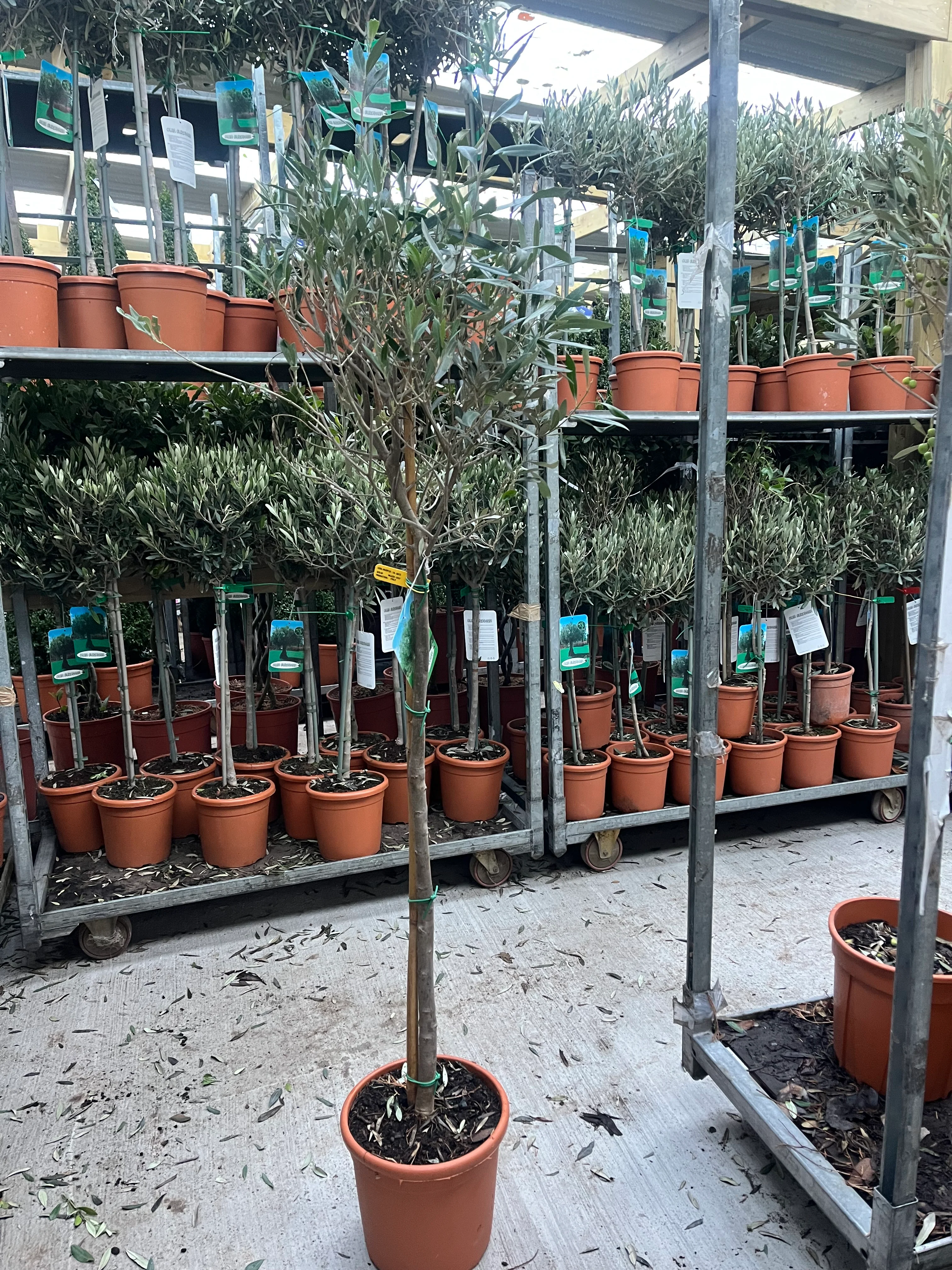 Olive Tree 150-170cm (Second Selection - Reduced to clear) - Image 3