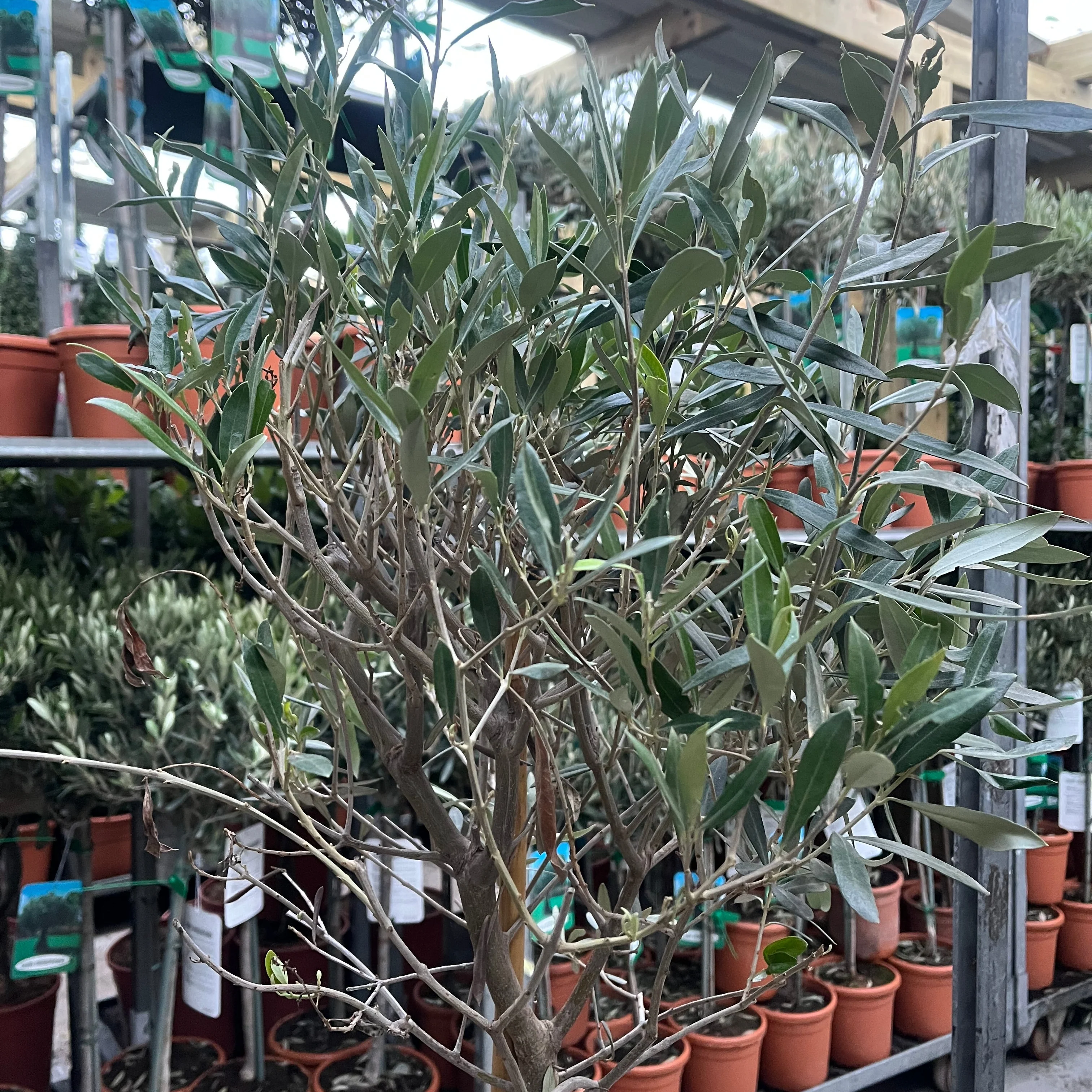 Olive Tree 150-170cm (Second Selection - Reduced to clear) - Image 8