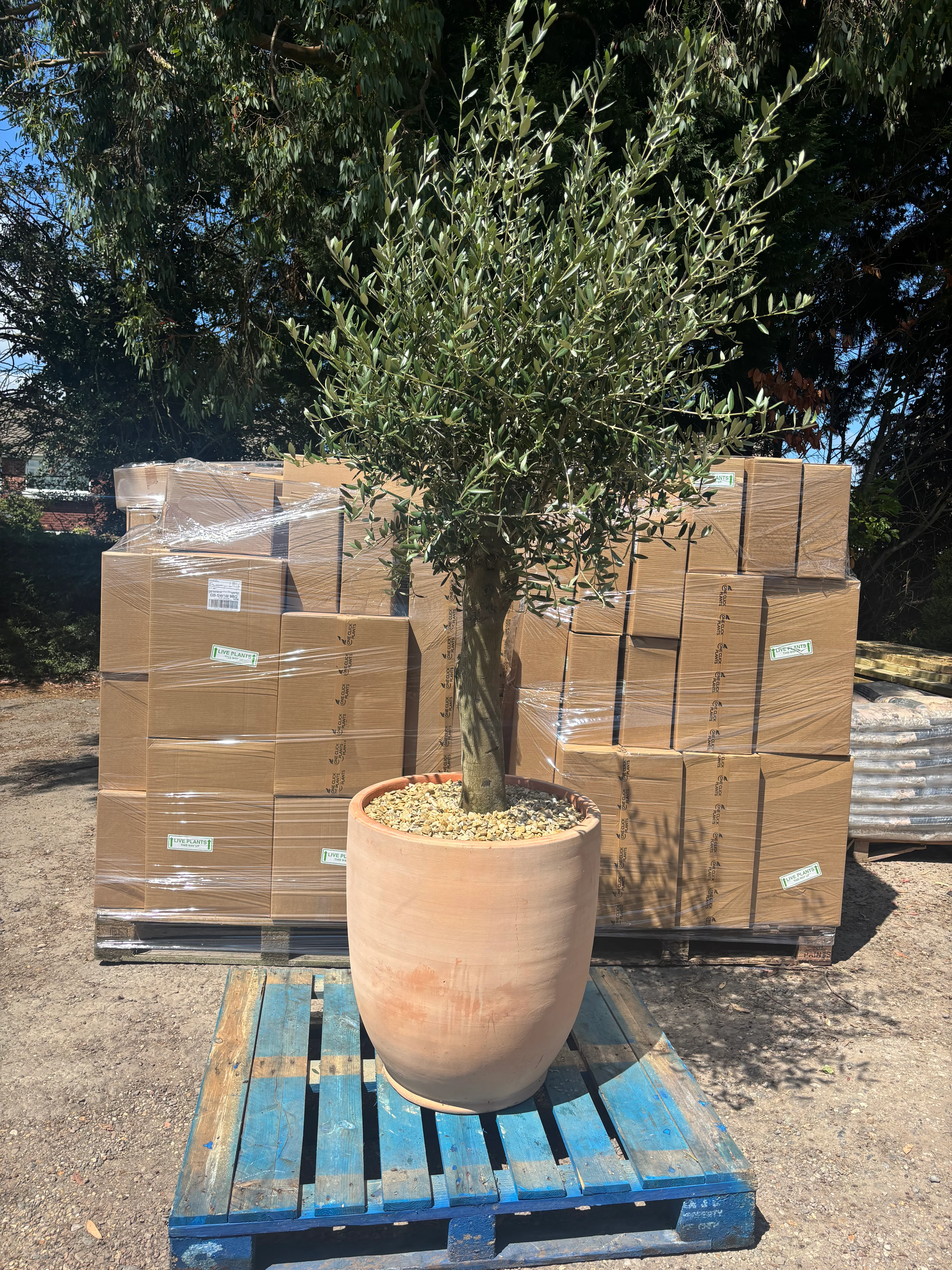 Olive Tree 45L 1.5-1.8m + Teracotta Pot + Soil + Gravel - Image 6