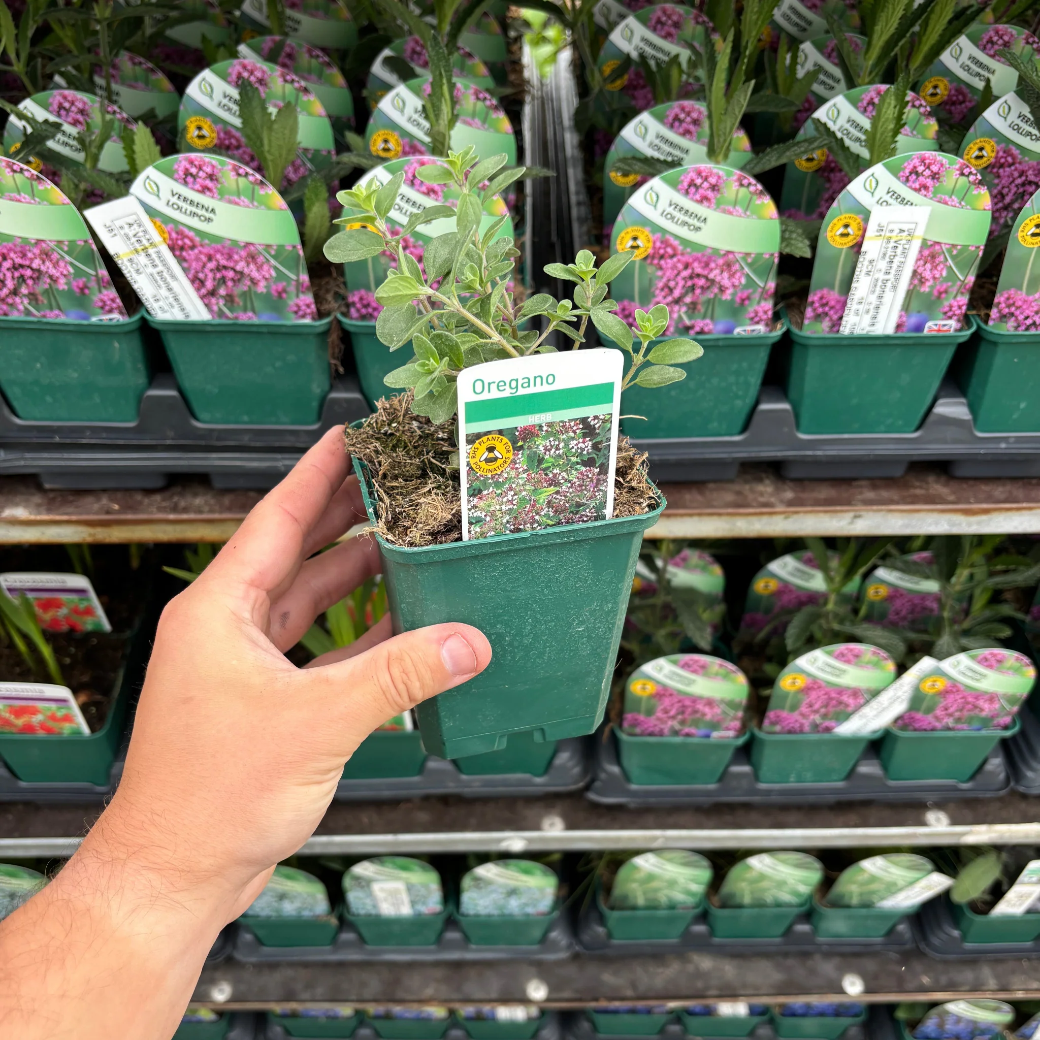 Oregano common 9cm