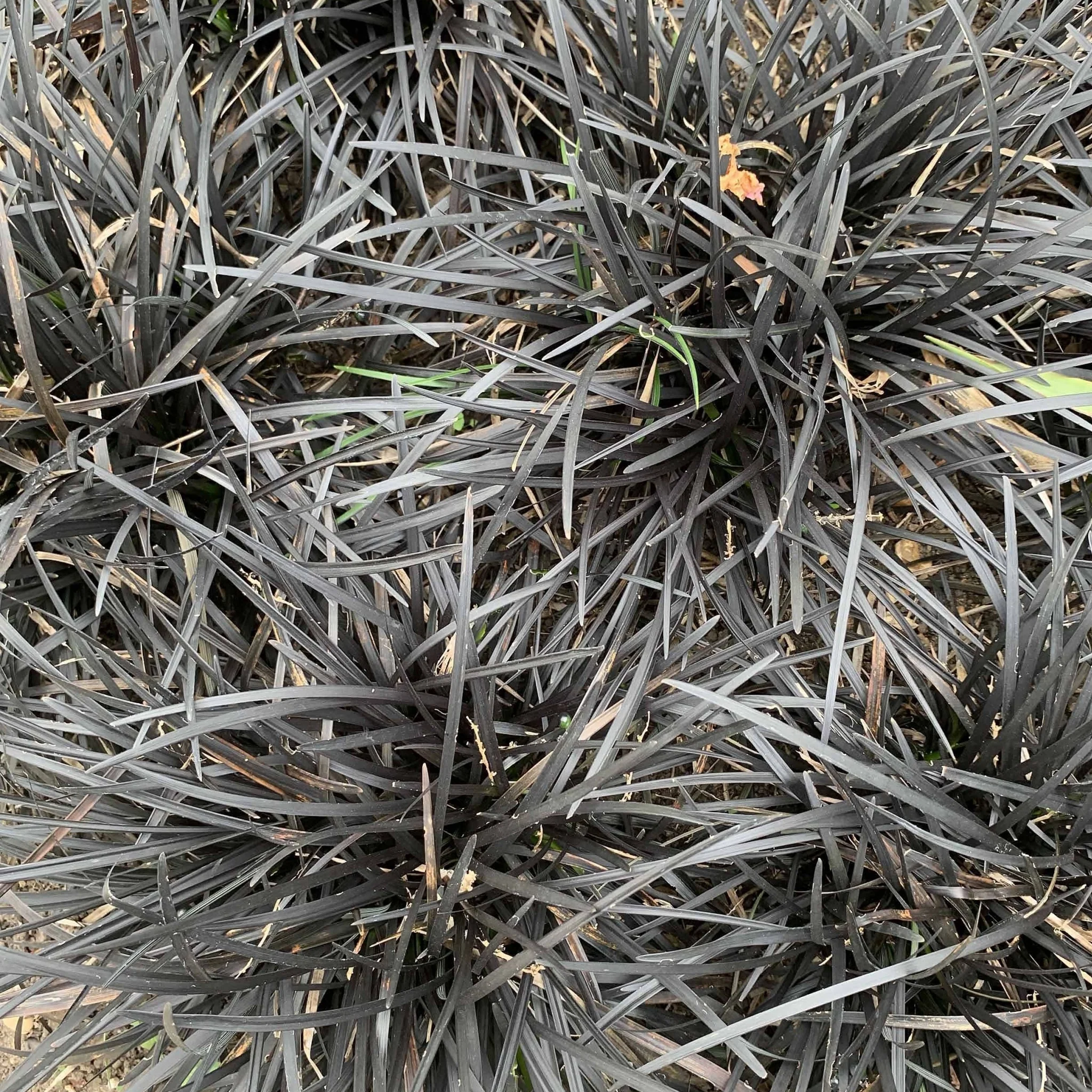 Ophiopogon planiscapus Nigrenscens 'Black Mondo Grass' 2L - Image 2