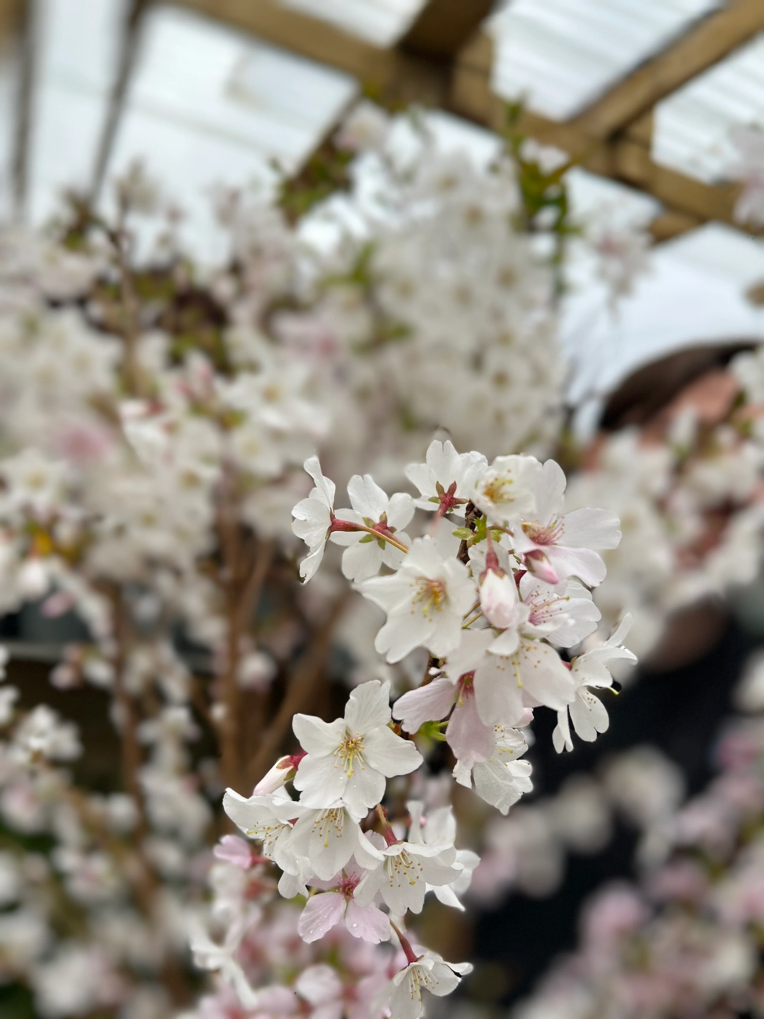 Ornamental Flowering Cherry Blossom Tree -  Nipponica Brilliant' 7.5L 1m - Image 3
