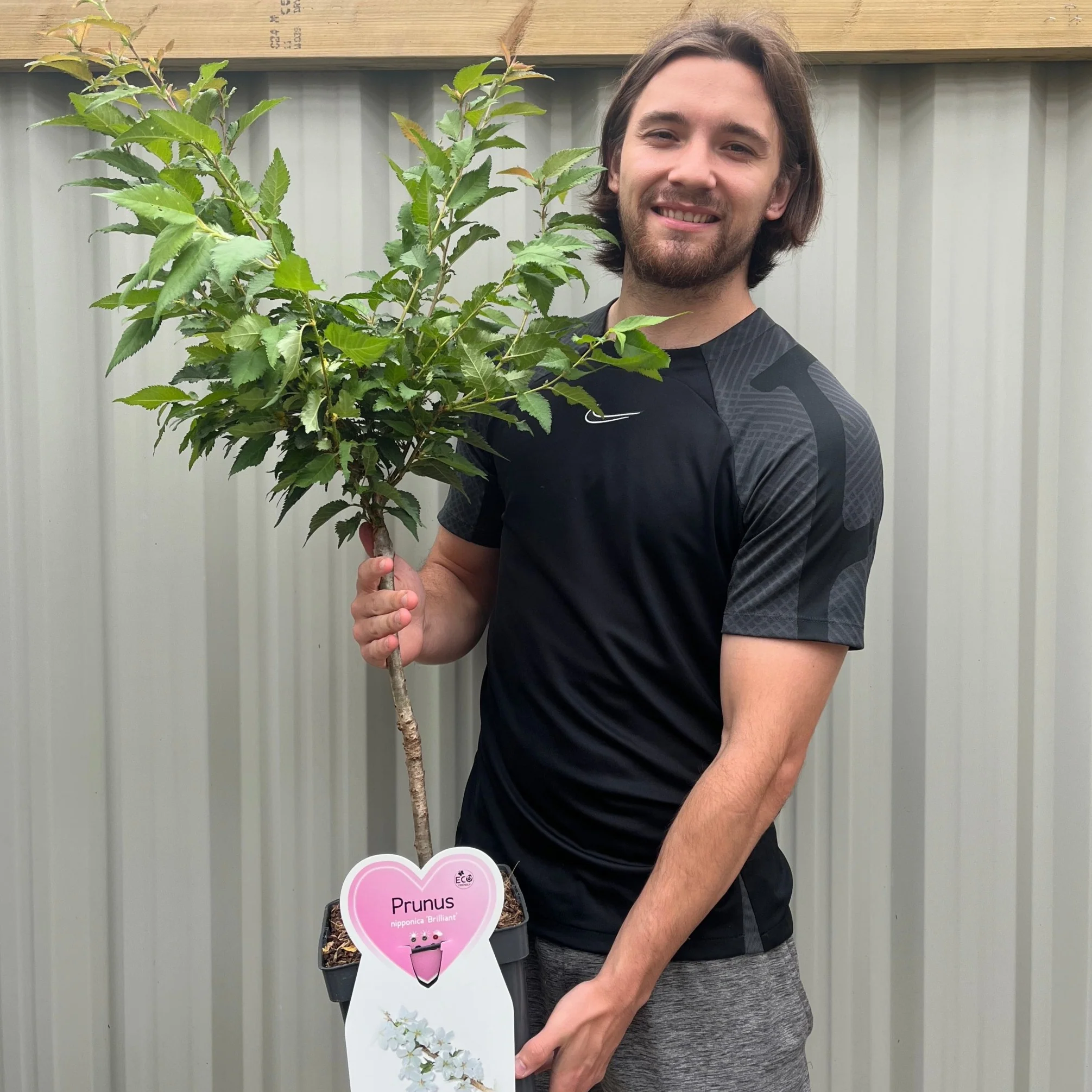 Ornamental Flowering Cherry Blossom Dwarf Tree -  Nipponica  ‘Brilliant’ (2 Sizes Available) - Image 5