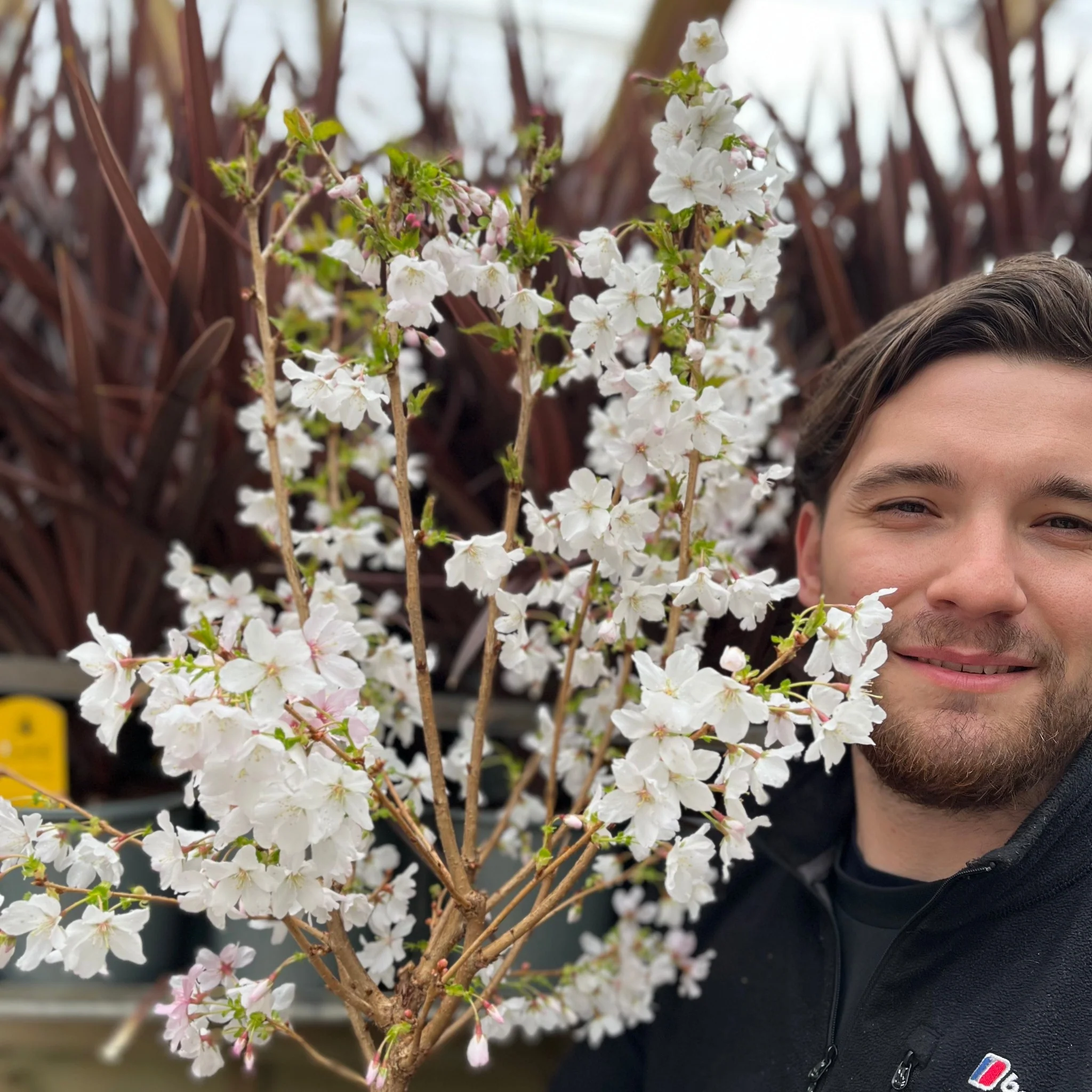 Ornamental Flowering Cherry Blossom Dwarf Tree -  Nipponica  ‘Brilliant’ (2 Sizes Available) - Image 6