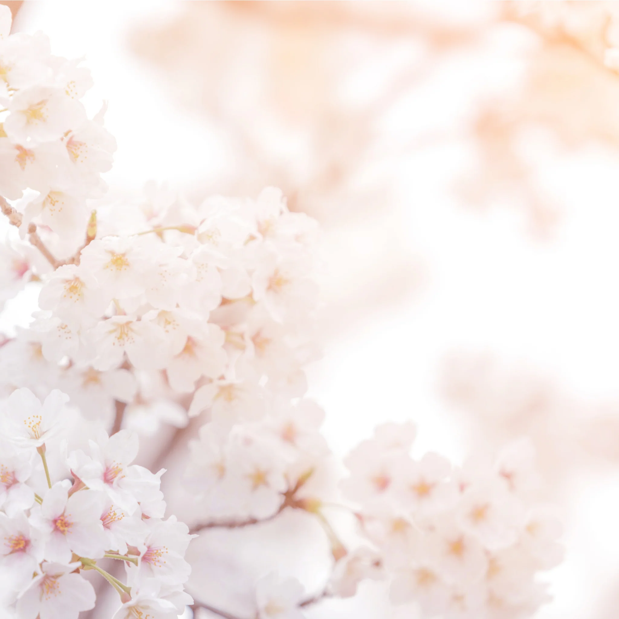 Ornamental Flowering Cherry Blossom Dwarf Tree -  Nipponica  ‘Brilliant’ (2 Sizes Available) - Image 7